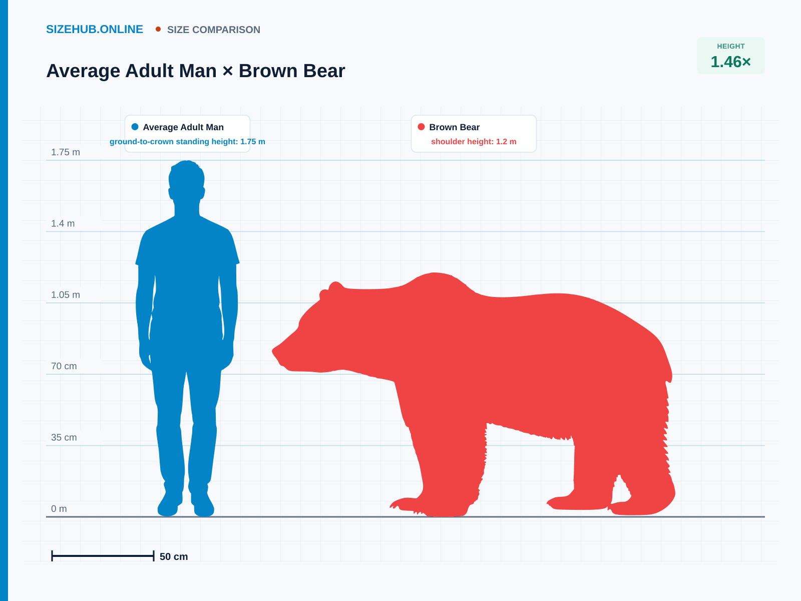Average Adult Man × Brown Bear · Size comparison
