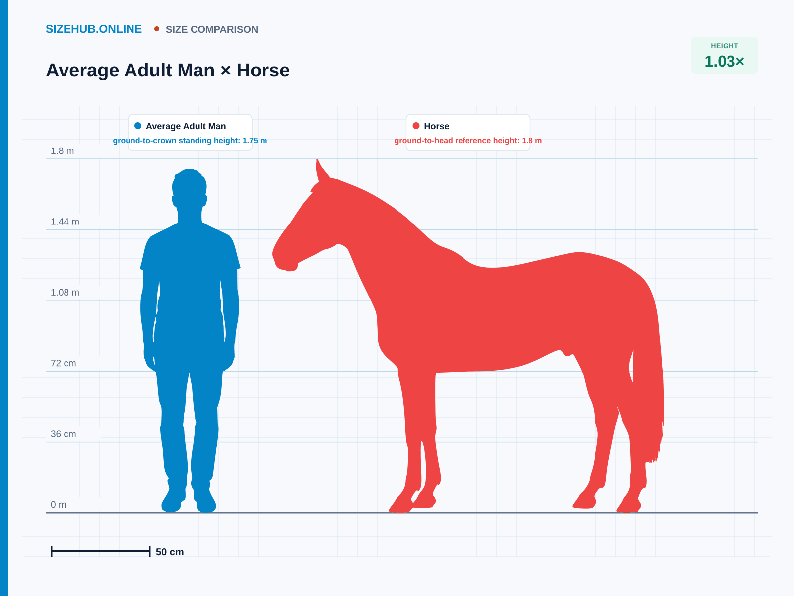 Average Adult Man × Horse · Size comparison