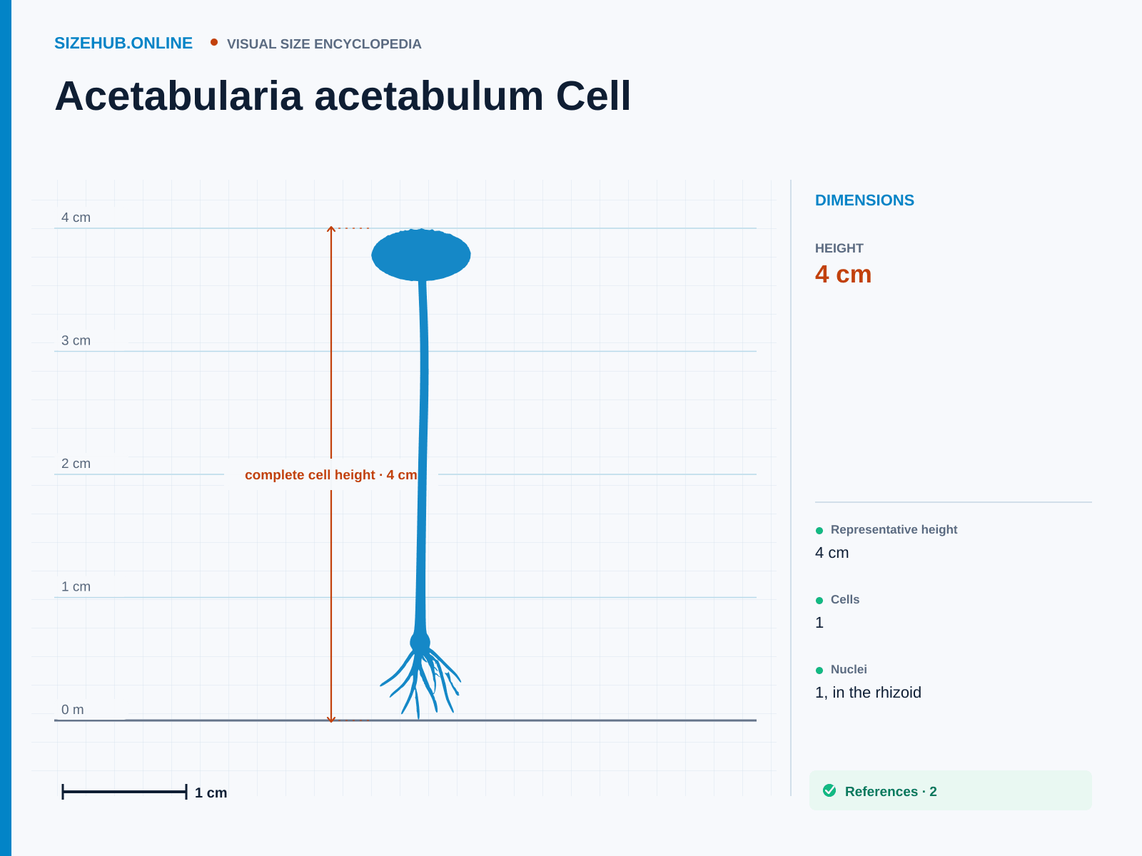 Acetabularia acetabulum Cell: Size infographic · Height 4 cm · Length 4 cm · Width 1 cm