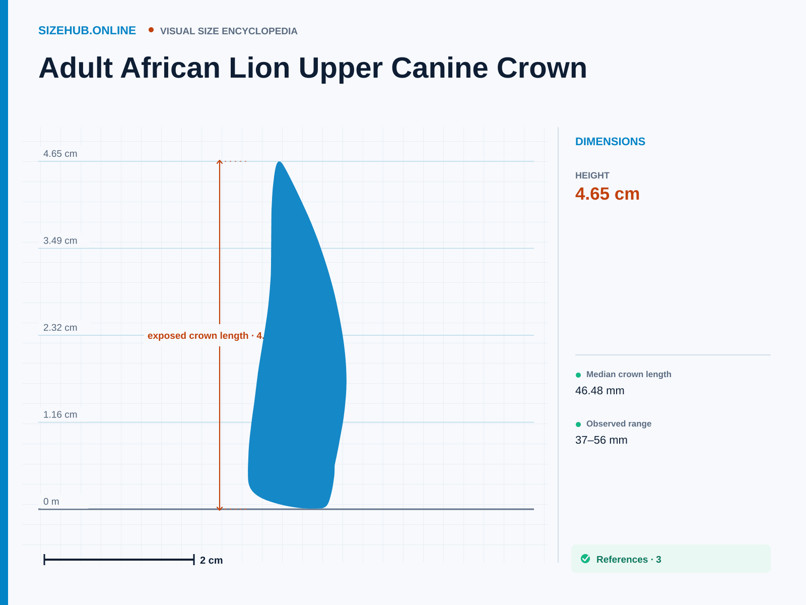 Adult African Lion Upper Canine Crown: Size infographic · Height 4.65 cm · Width 1.4 cm