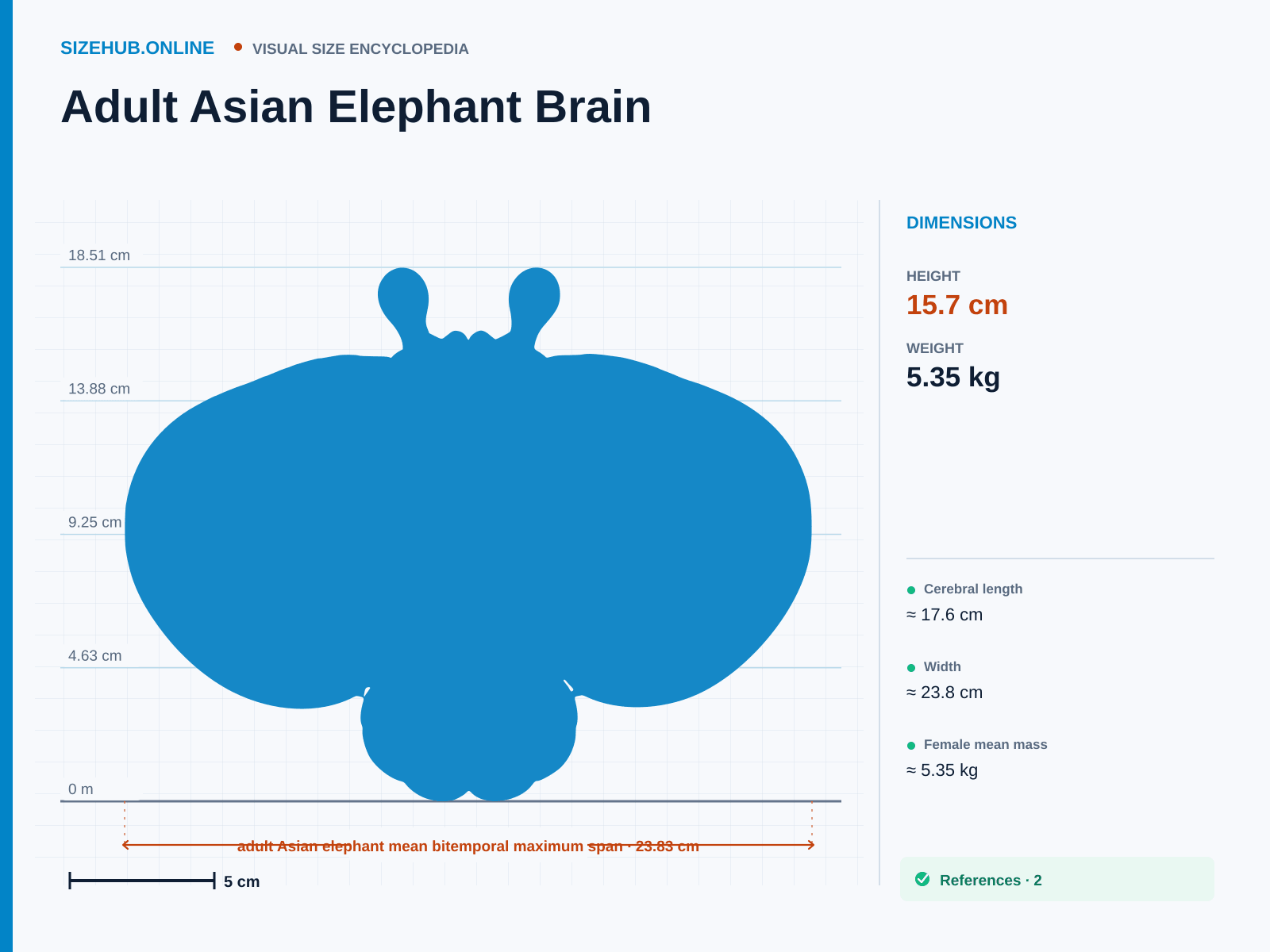 Adult Asian Elephant Brain: Size infographic · Height 15.7 cm · Length 23.83 cm · Width 17.6 cm
