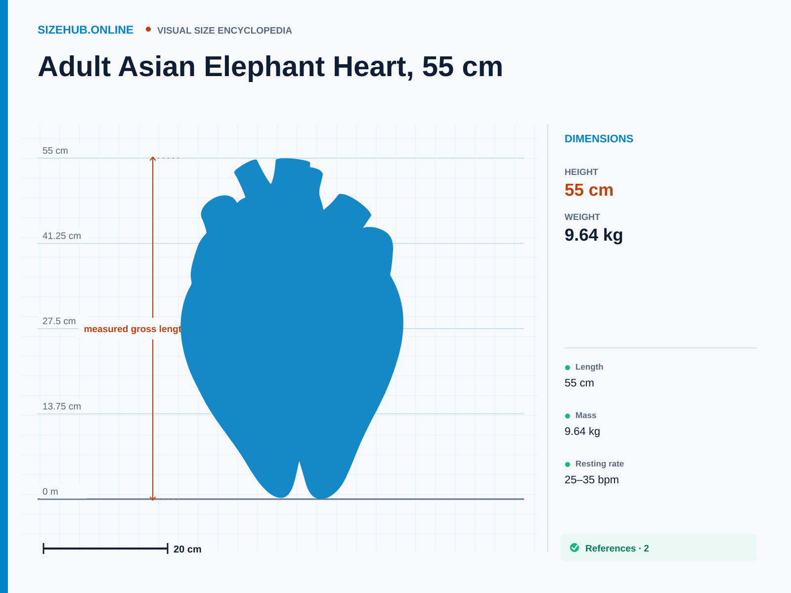 Adult Asian Elephant Heart, 55 cm: Size infographic · Height 55 cm