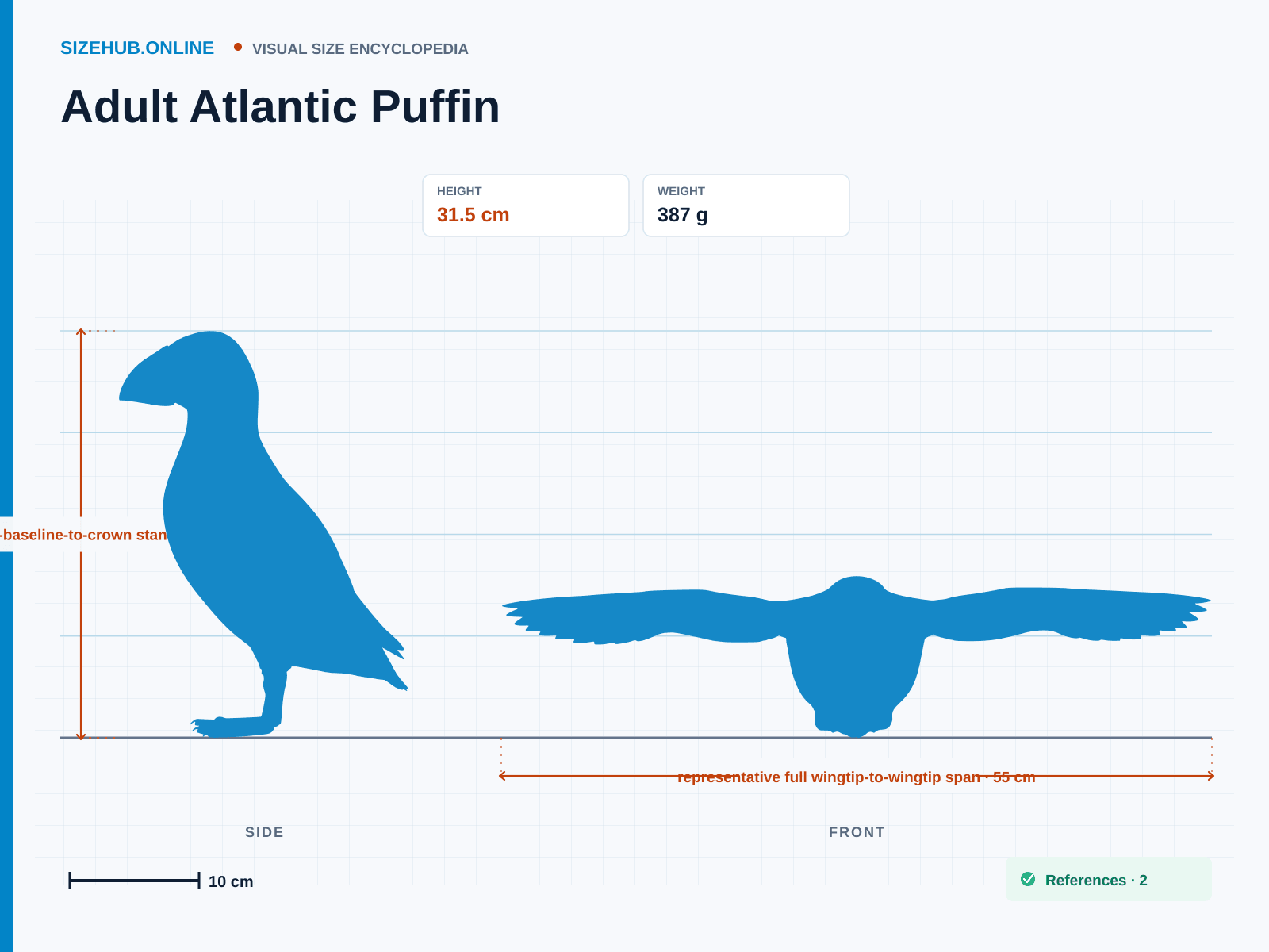 Adult Atlantic Puffin: Size infographic · Height 31.5 cm · Width 55 cm