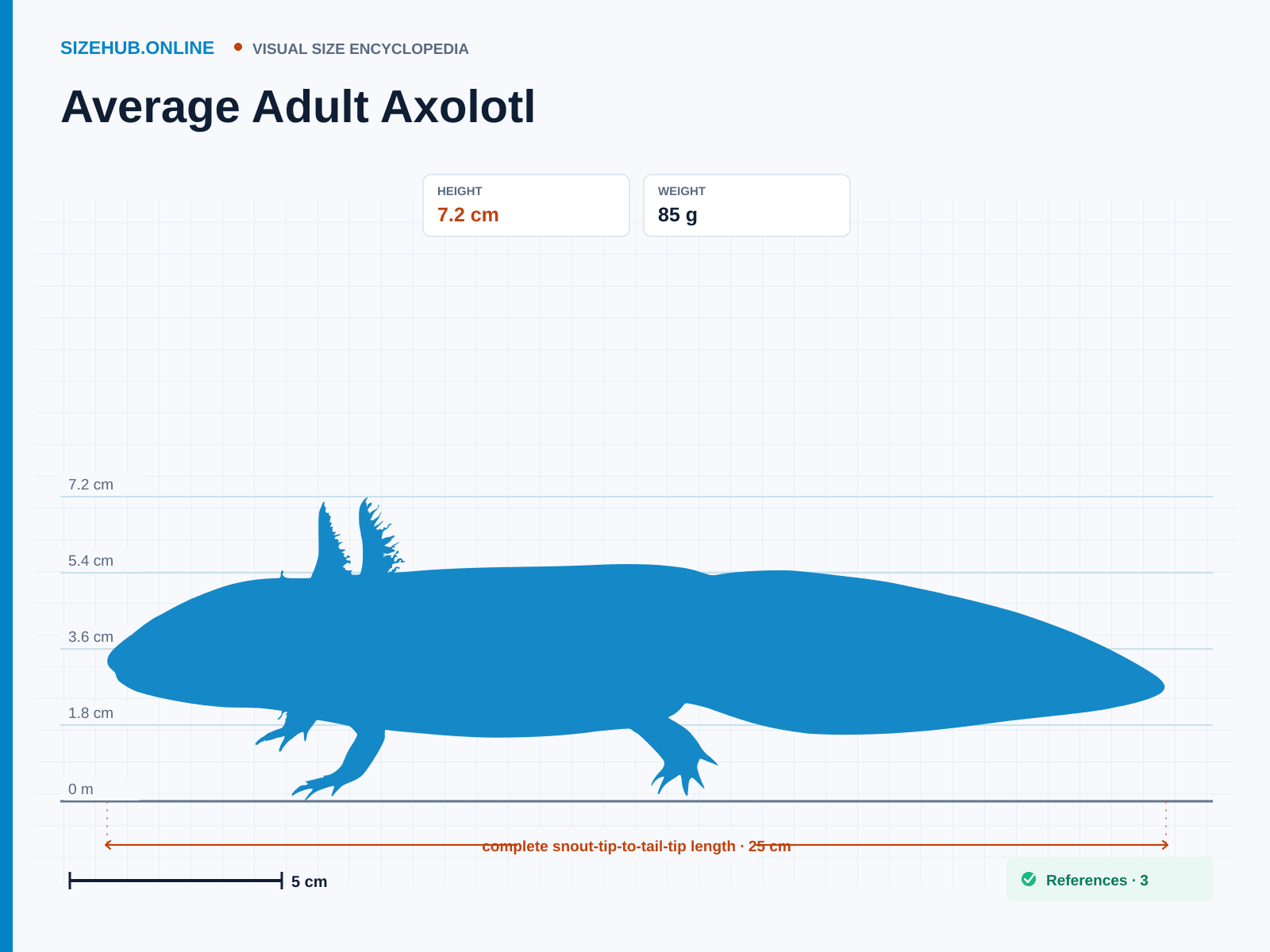 Average Adult Axolotl: Size infographic · Height 7.2 cm · Length 25 cm · Width 7 cm