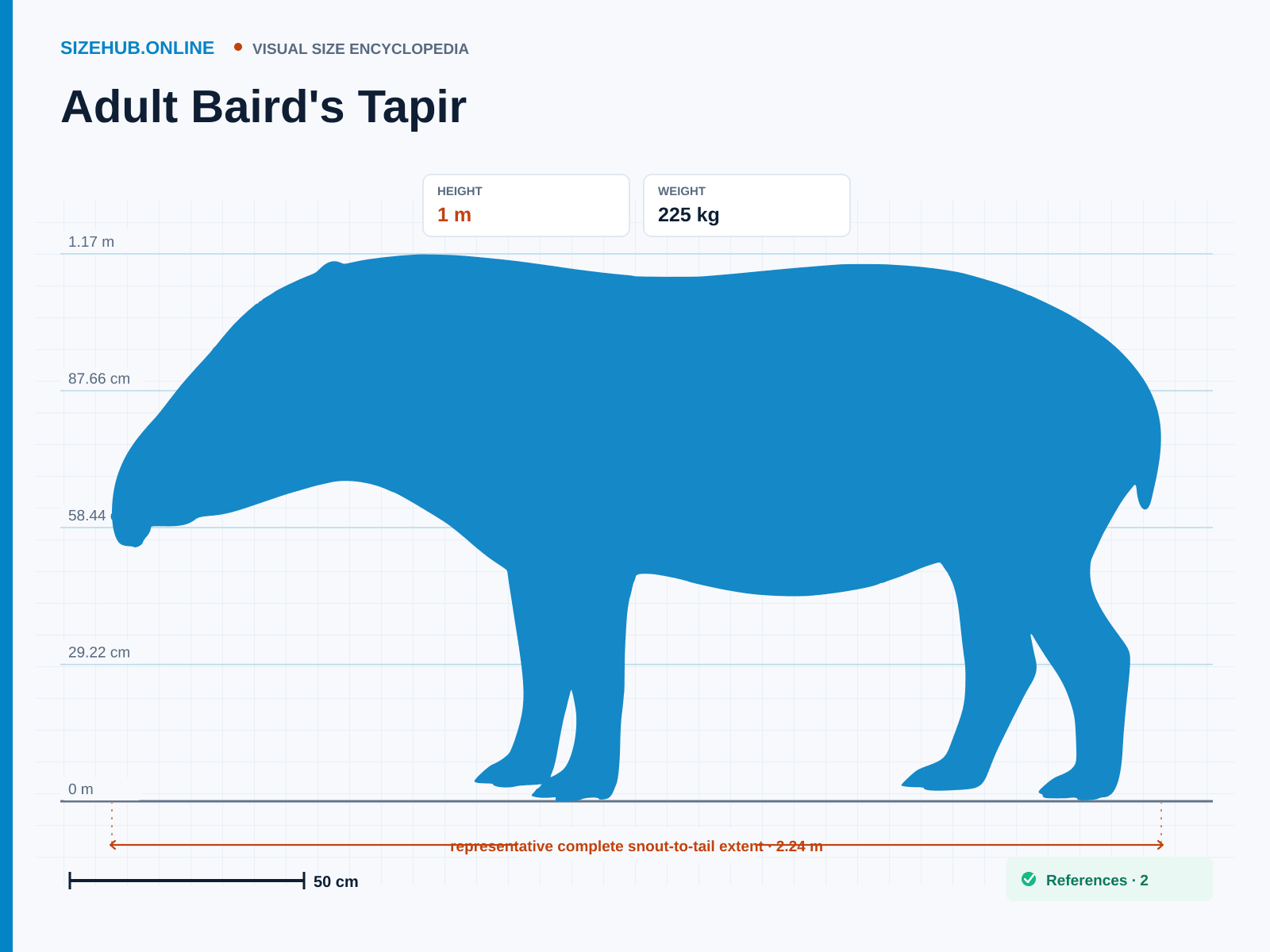 Adult Baird's Tapir: Size infographic · Height 1 m · Length 2.24 m · Width 65 cm