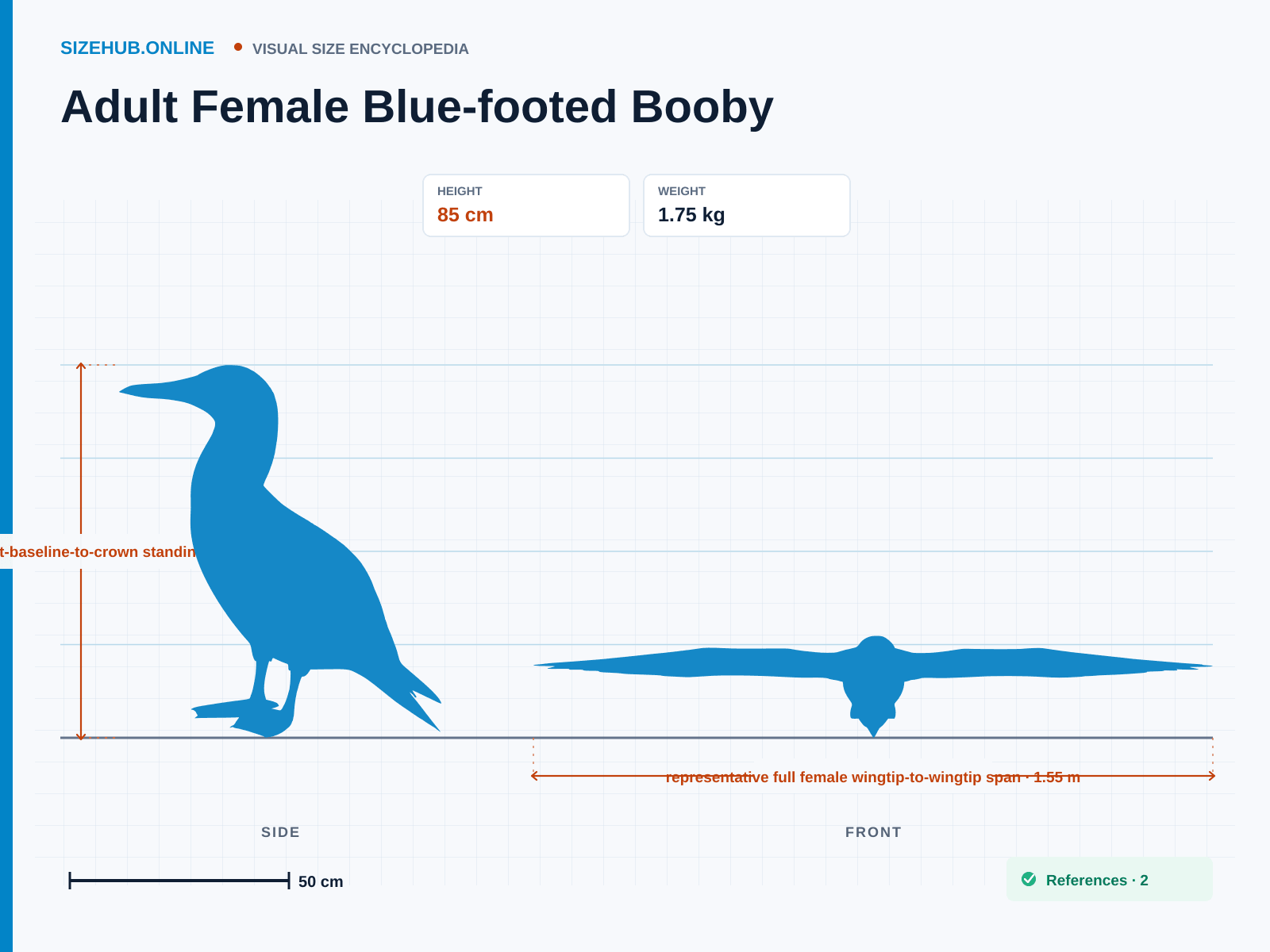 Adult Female Blue-footed Booby: Size infographic · Height 85 cm · Width 1.55 m