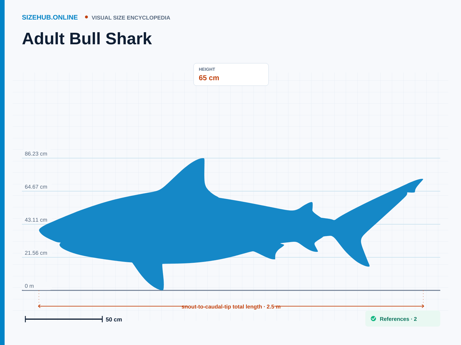 Adult Bull Shark: Size infographic · Height 65 cm · Length 2.5 m