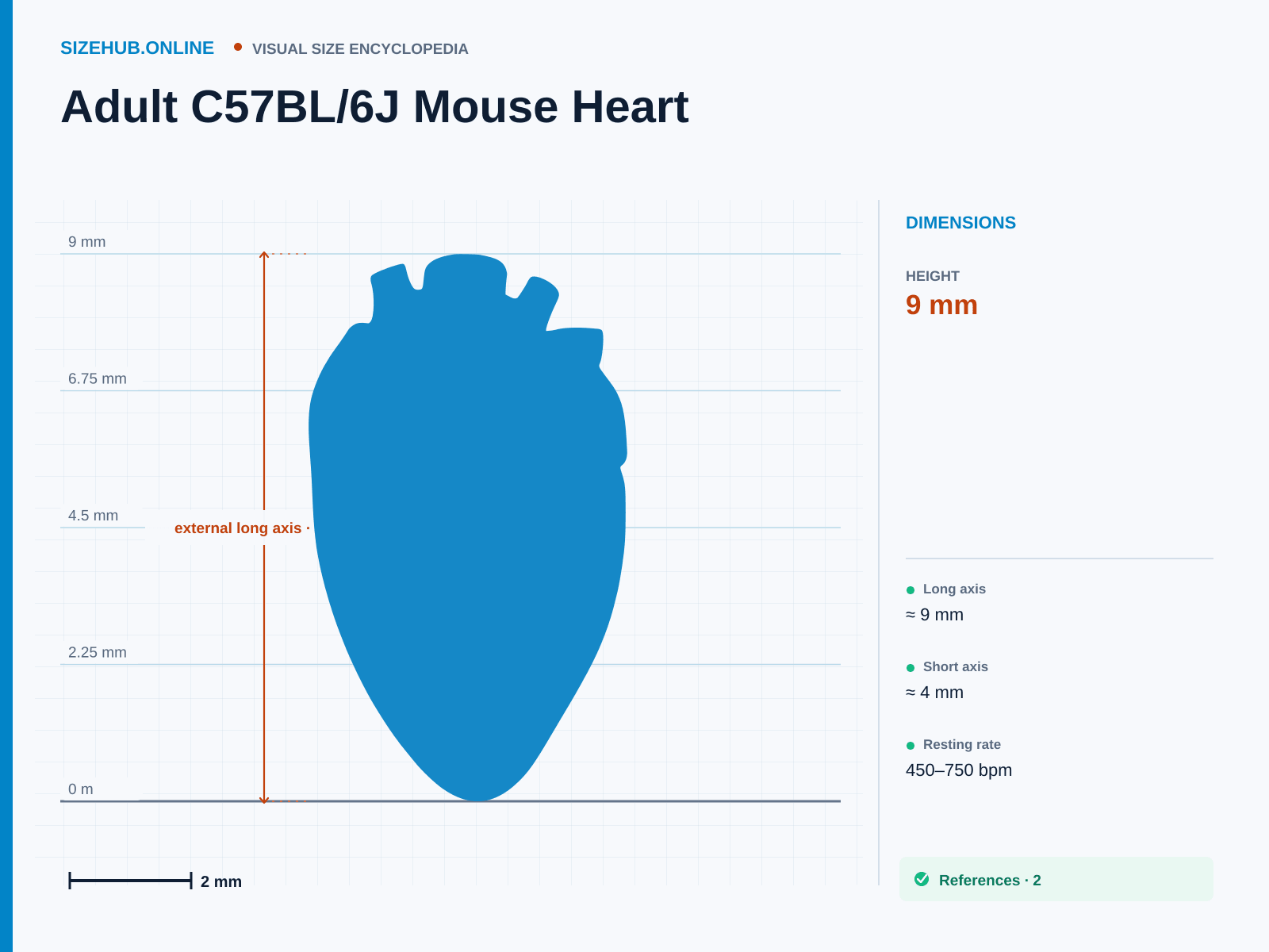 Adult C57BL/6J Mouse Heart: Size infographic · Height 9 mm · Length 4 mm · Width 4 mm