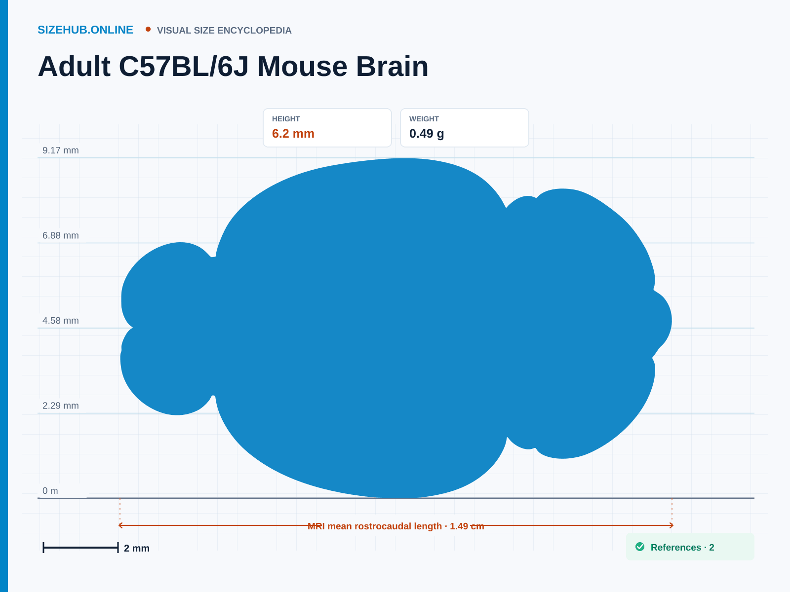 Adult C57BL/6J Mouse Brain: Size infographic · Height 6.2 mm · Length 1.49 cm · Width 1.01 cm