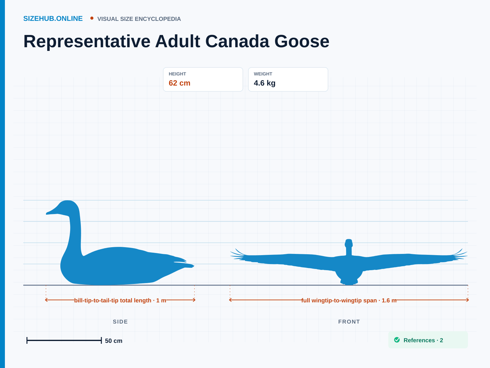 Representative Adult Canada Goose: Size infographic · Height 62 cm · Length 1 m · Width 1.6 m