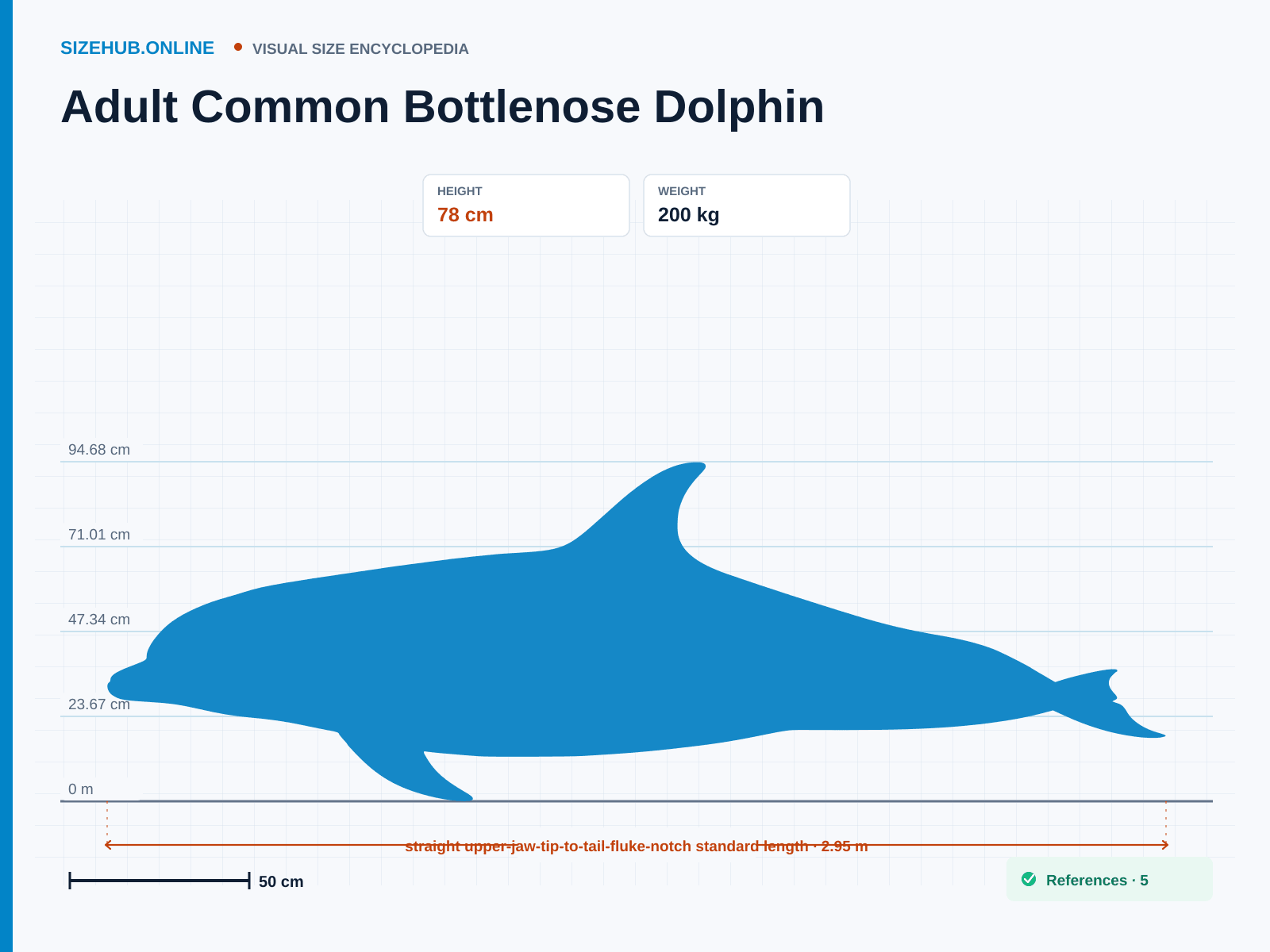 Adult Common Bottlenose Dolphin: Size infographic · Height 78 cm · Length 2.95 m