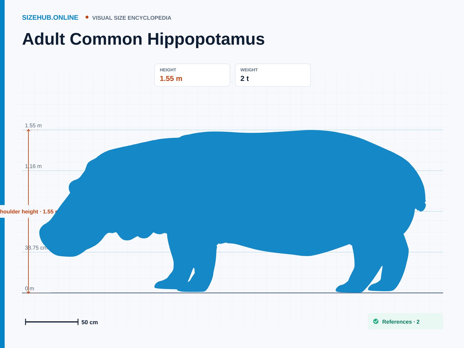 Adult Common Hippopotamus: Size infographic · Height 1.55 m · Length 4.2 m