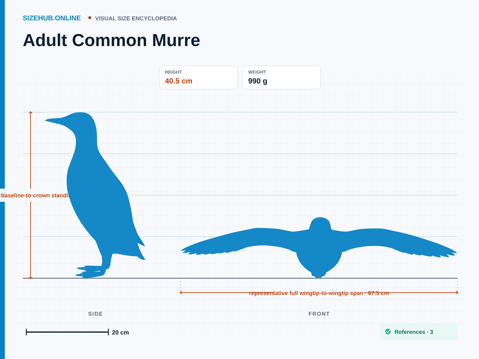 Adult Common Murre: Size infographic · Height 40.5 cm · Width 67.5 cm