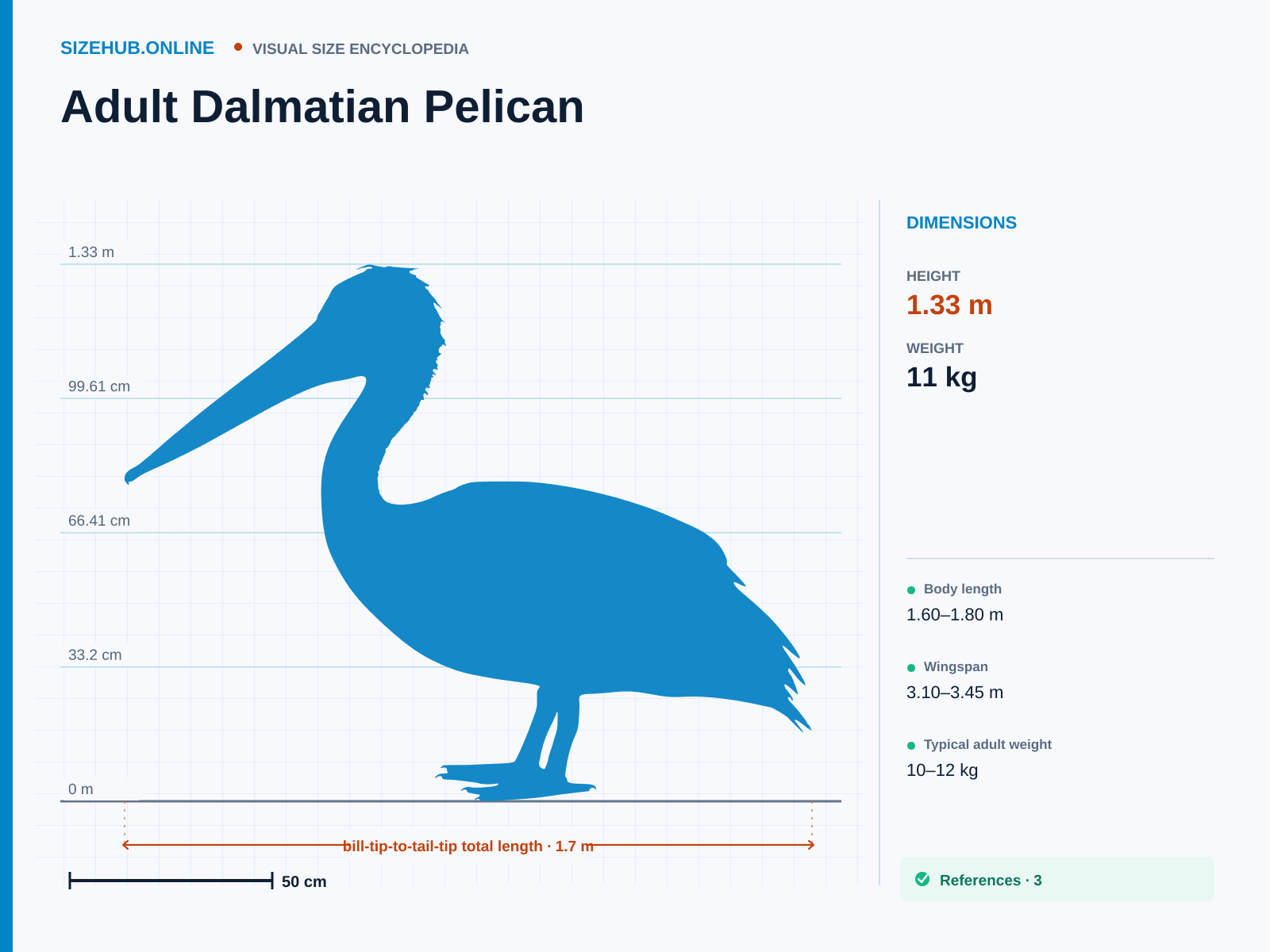 Adult Dalmatian Pelican: Size infographic · Height 1.33 m · Length 1.7 m