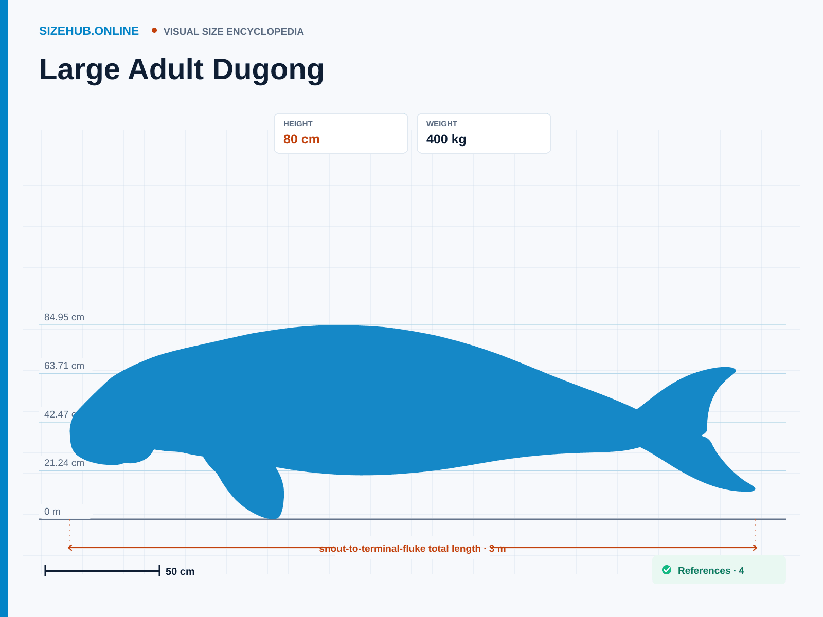 Large Adult Dugong: Size infographic · Height 80 cm · Length 3 m