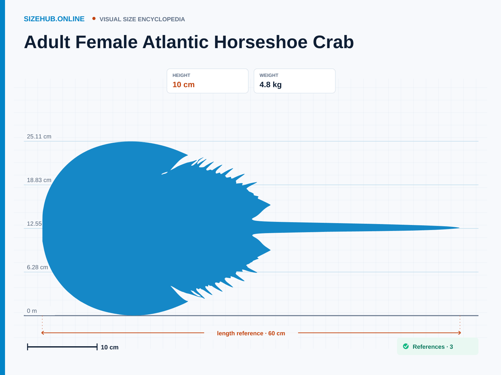 Adult Female Atlantic Horseshoe Crab: Size infographic · Height 10 cm · Length 60 cm · Width 30 cm