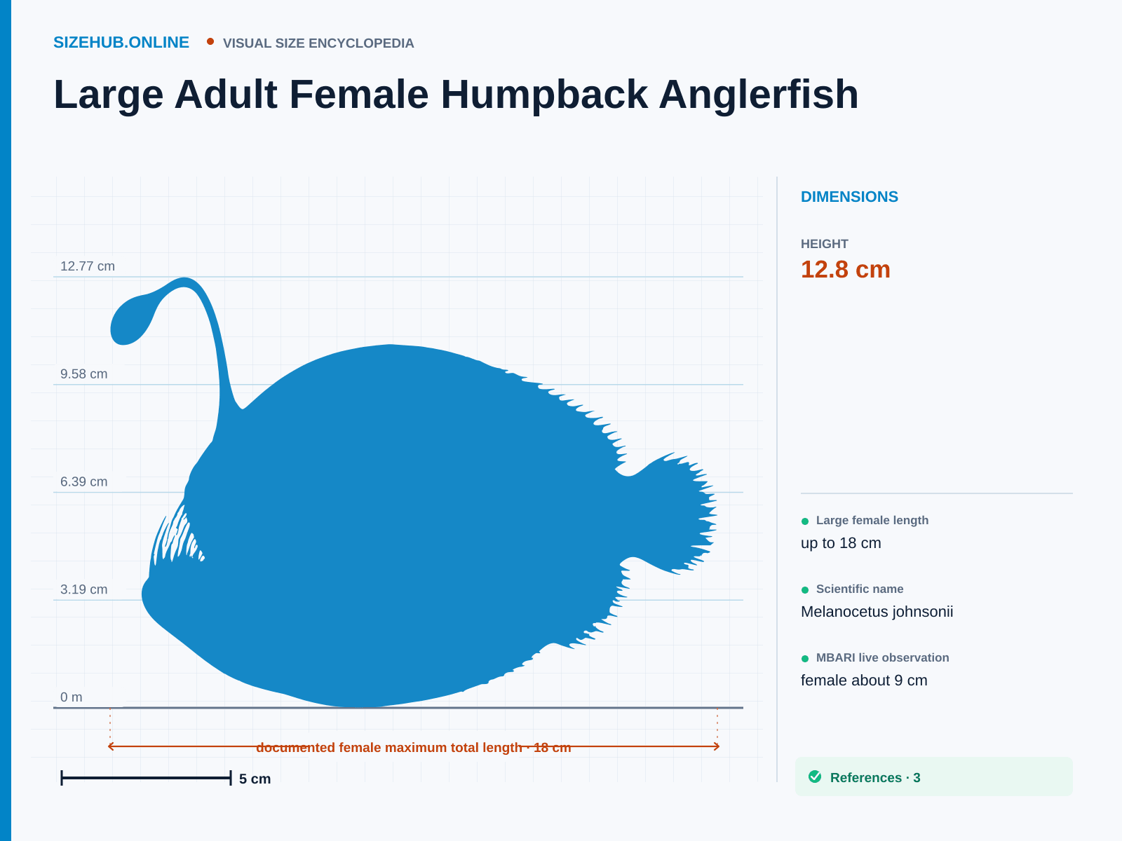 Large Adult Female Humpback Anglerfish: Size infographic · Height 12.8 cm · Length 18 cm