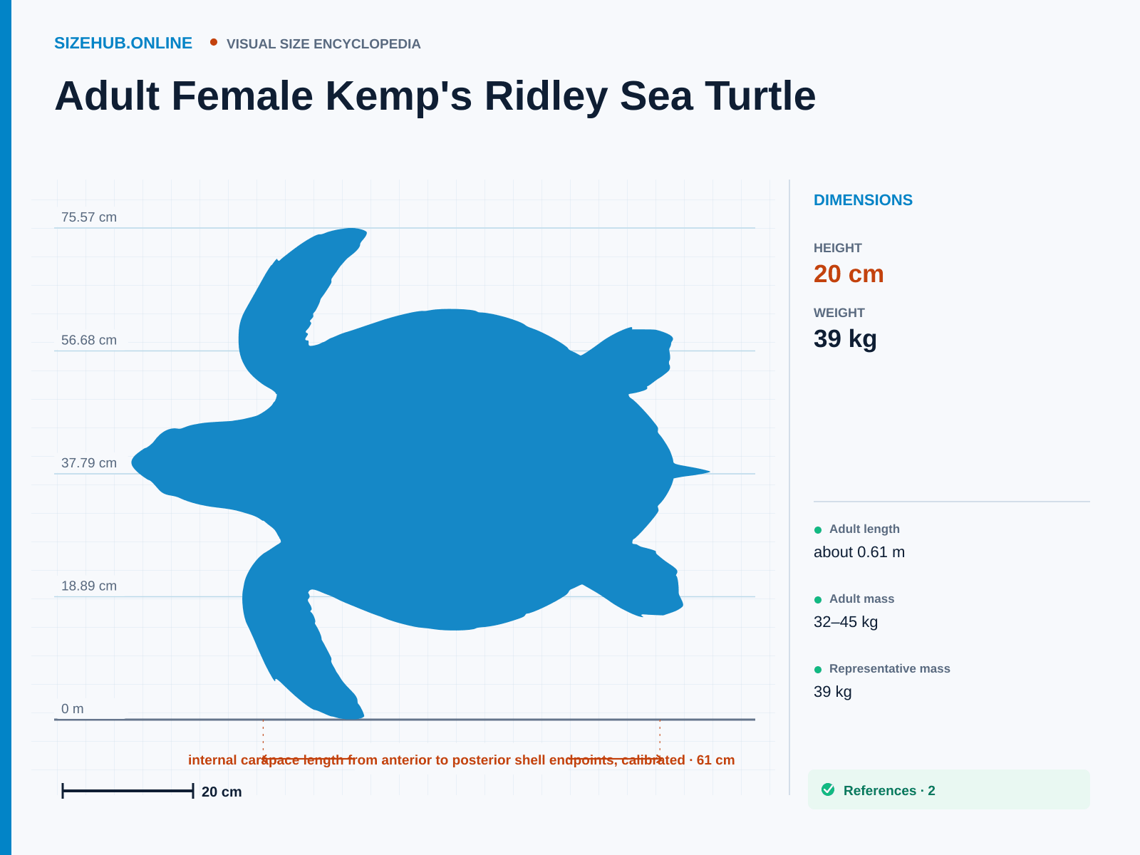 Adult Female Kemp's Ridley Sea Turtle: Size infographic · Height 20 cm · Length 61 cm