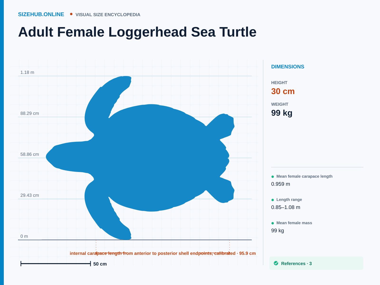 Adult Female Loggerhead Sea Turtle: Size infographic · Height 30 cm · Length 95.9 cm