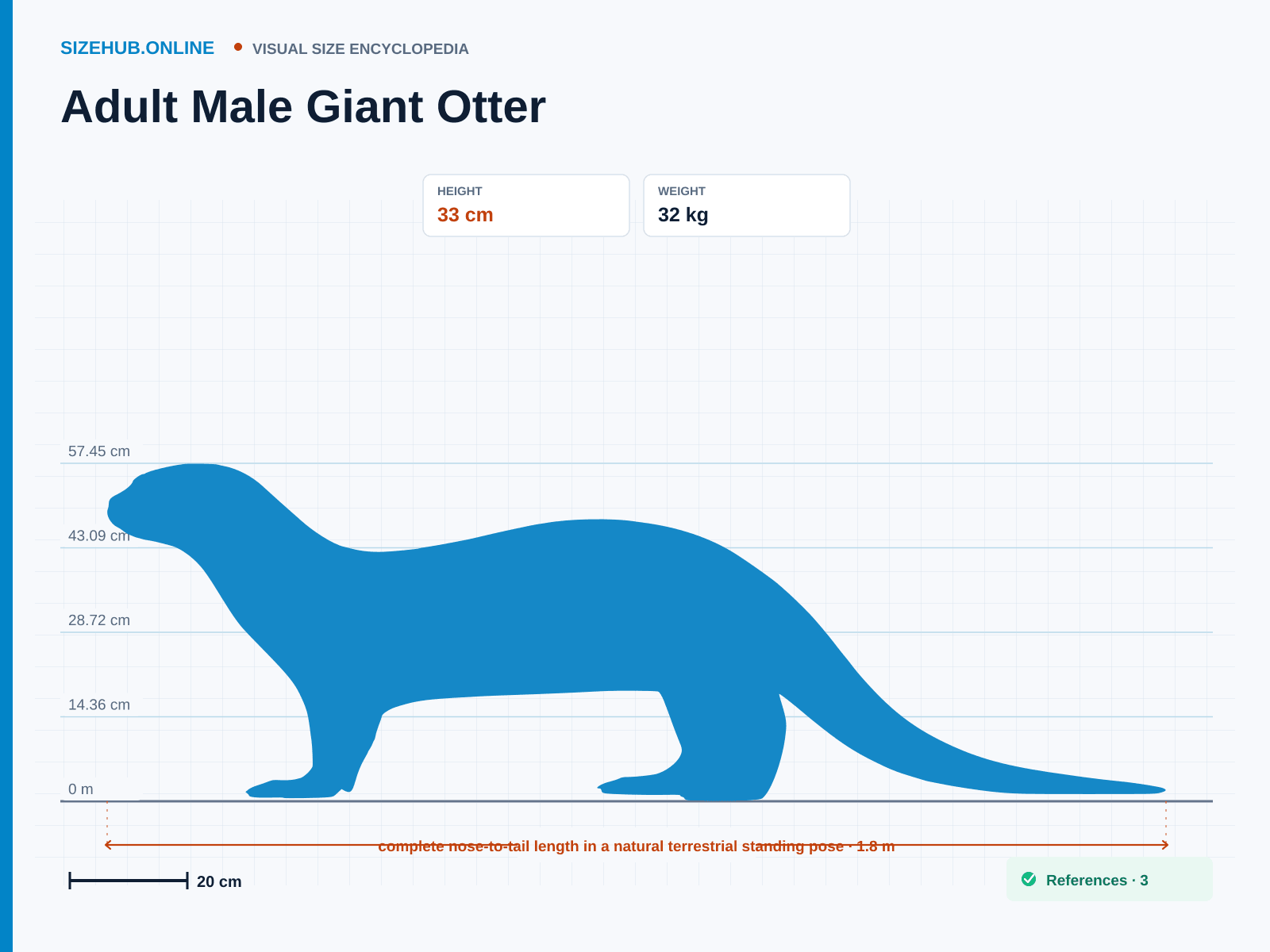 Adult Male Giant Otter: Size infographic · Height 33 cm · Length 1.8 m