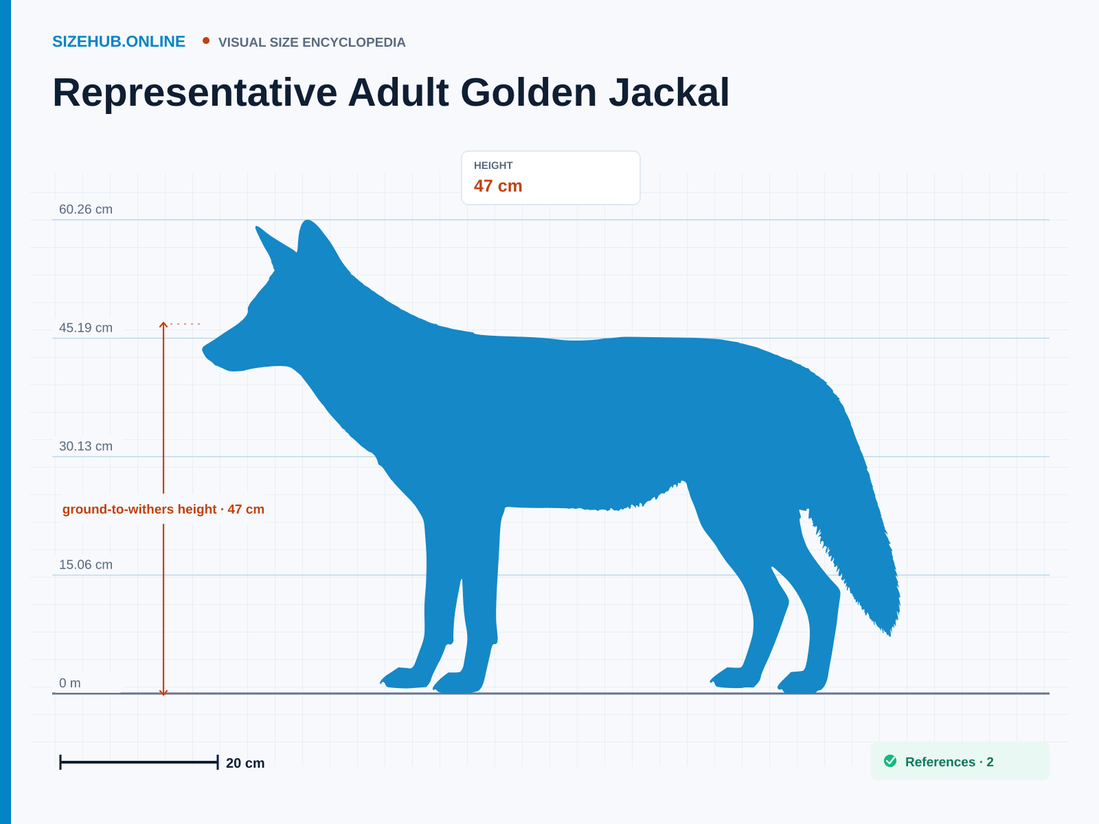 Representative Adult Golden Jackal: Size infographic · Height 47 cm