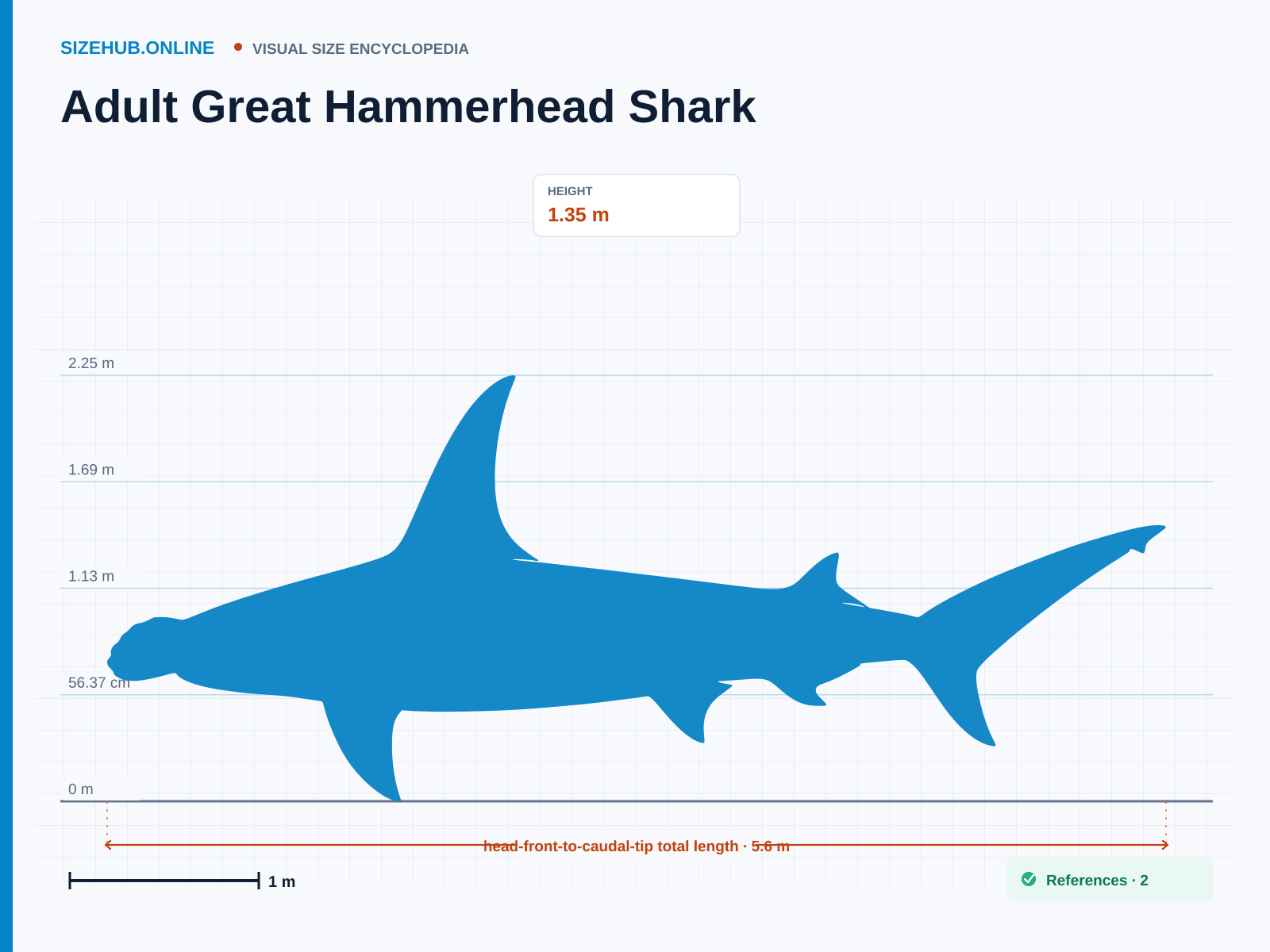 Adult Great Hammerhead Shark: Size infographic · Height 1.35 m · Length 5.6 m