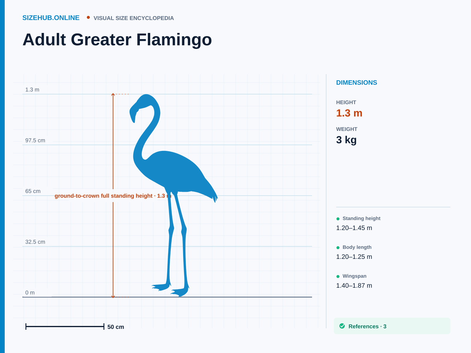 Adult Greater Flamingo: Size infographic · Height 1.3 m · Width 1.5 m
