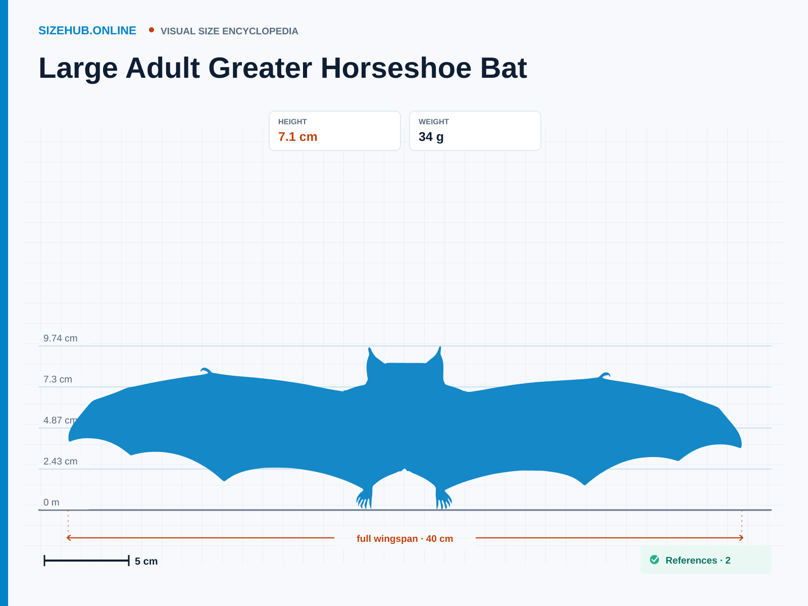 Large Adult Greater Horseshoe Bat: Size infographic · Height 7.1 cm · Width 40 cm