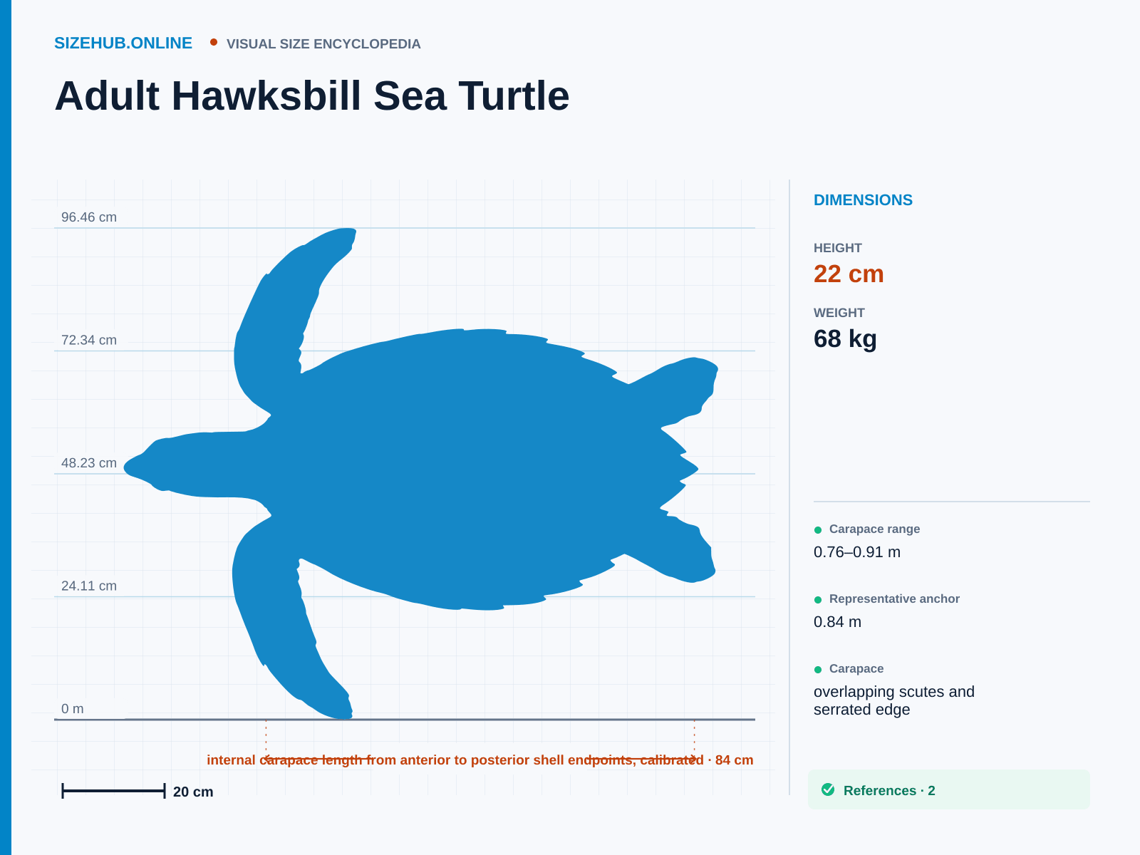 Adult Hawksbill Sea Turtle: Size infographic · Height 22 cm · Length 84 cm