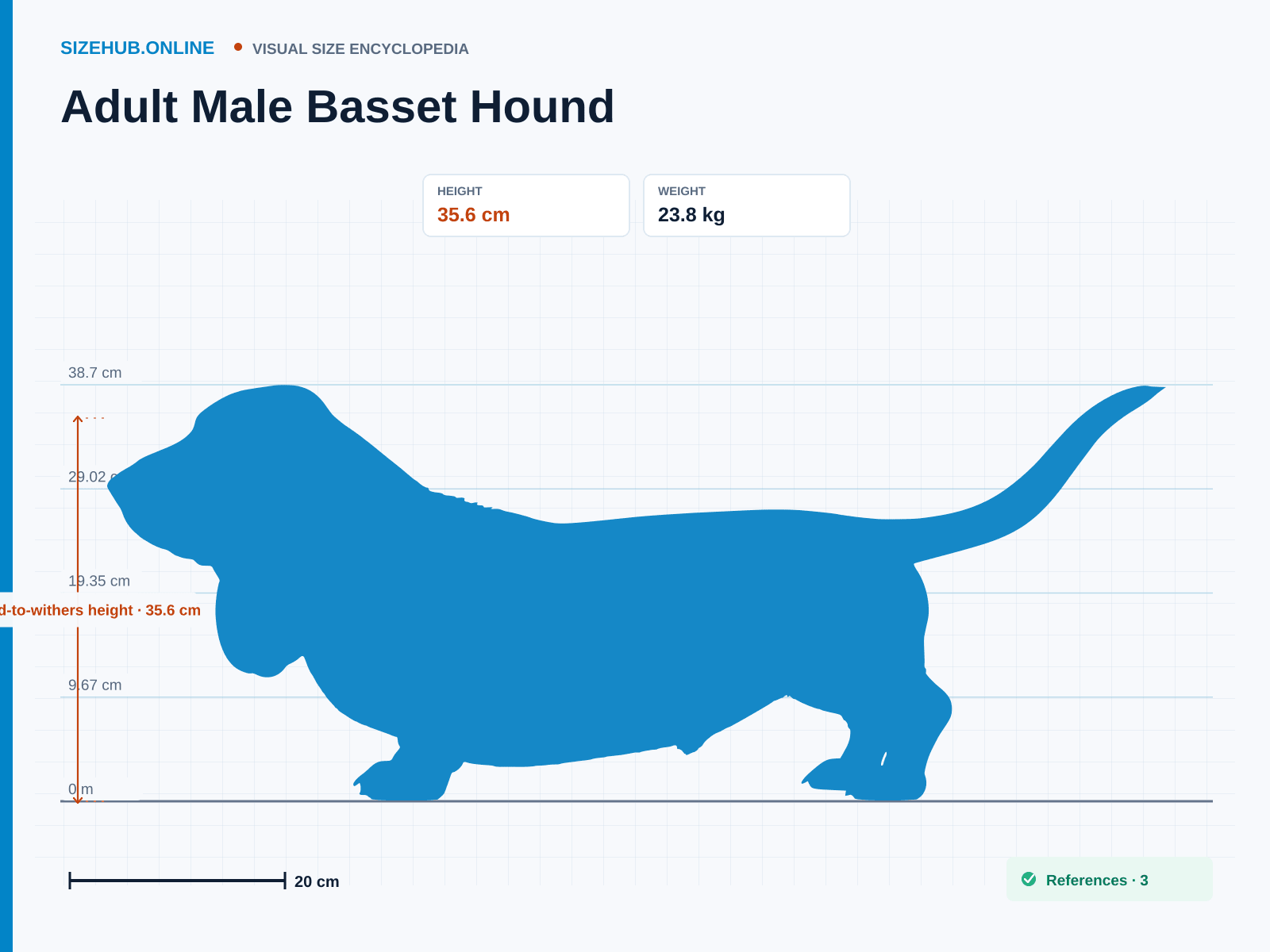 Adult Male Basset Hound: Size infographic · Height 35.6 cm