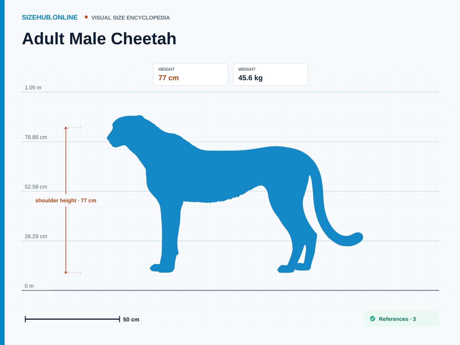 Adult Male Cheetah: Size infographic · Height 77 cm · Length 2.02 m
