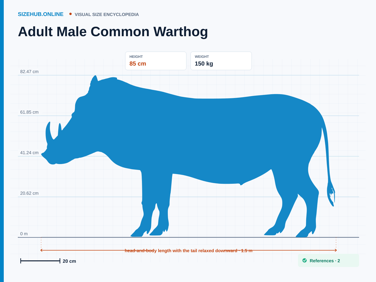 Adult Male Common Warthog: Size infographic · Height 85 cm · Length 1.5 m