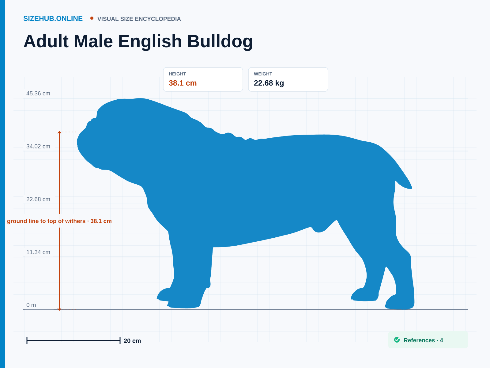 Adult Male English Bulldog: Size infographic · Height 38.1 cm
