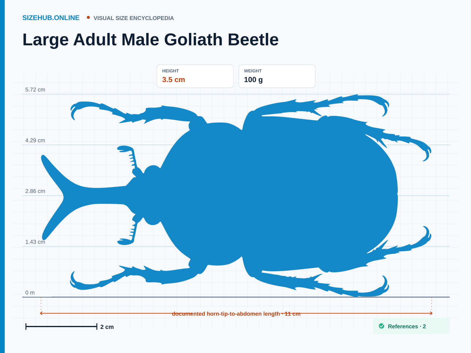 Large Adult Male Goliath Beetle: Size infographic · Height 3.5 cm · Length 11 cm · Width 7.5 cm