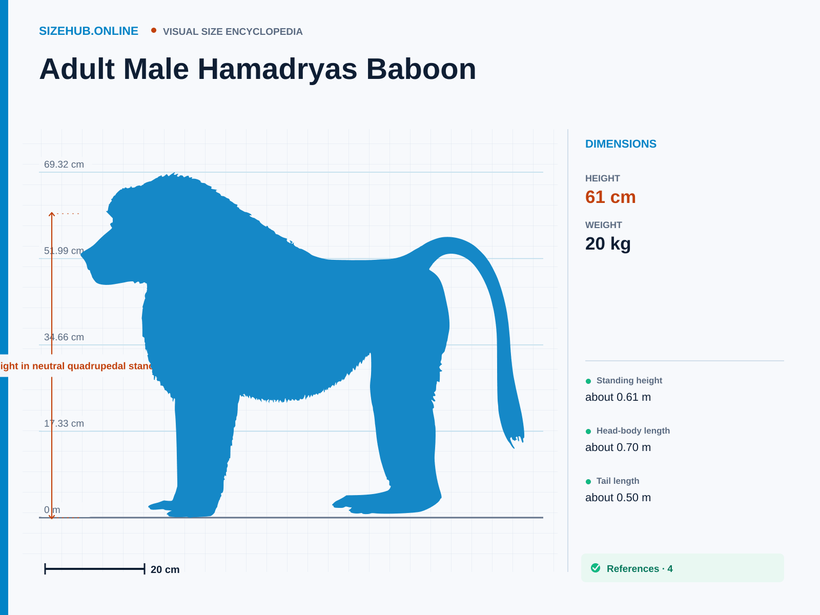 Adult Male Hamadryas Baboon: Size infographic · Height 61 cm · Length 70 cm