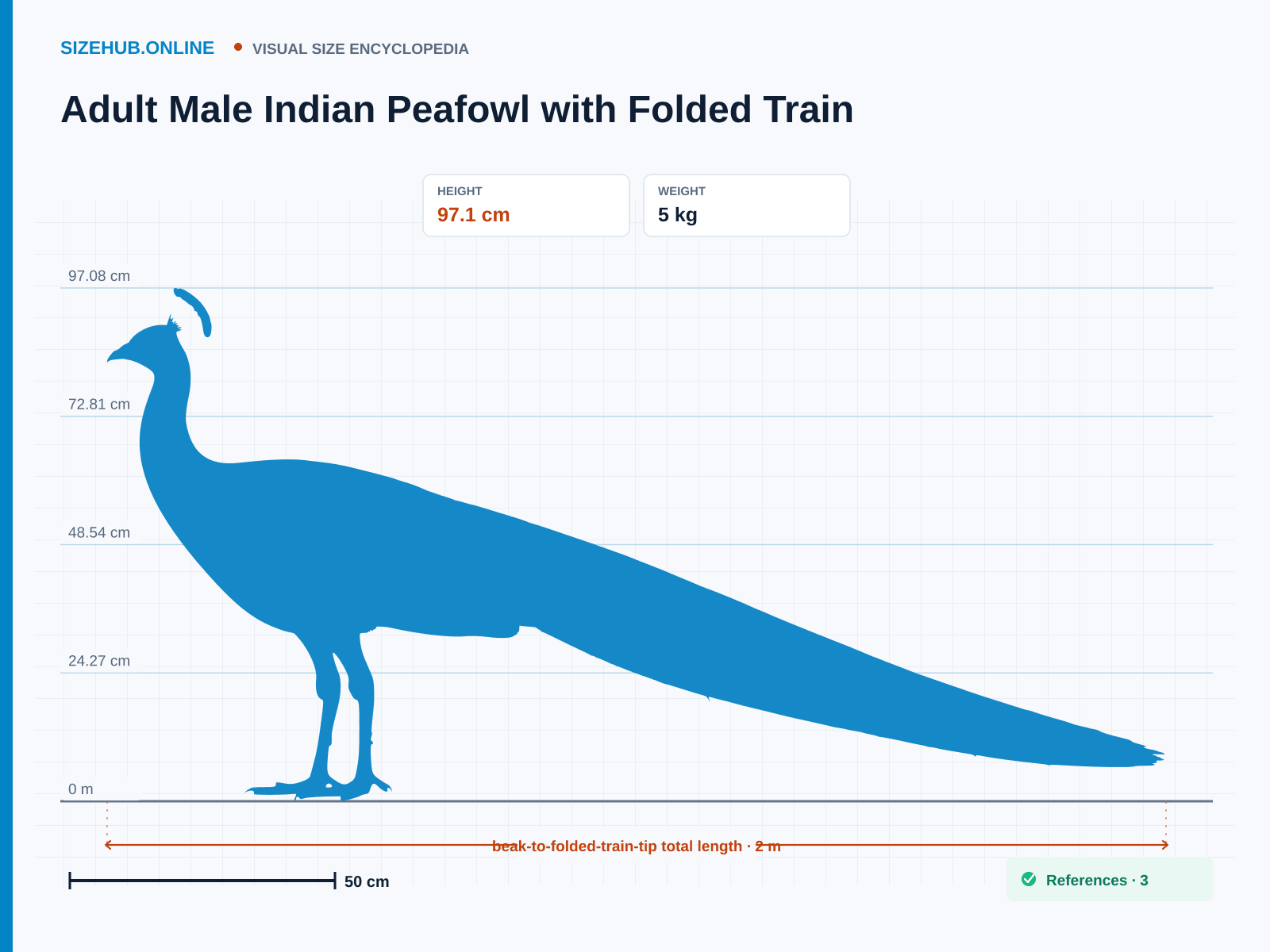 Adult Male Indian Peafowl with Folded Train: Size infographic · Height 97.1 cm · Length 2 m