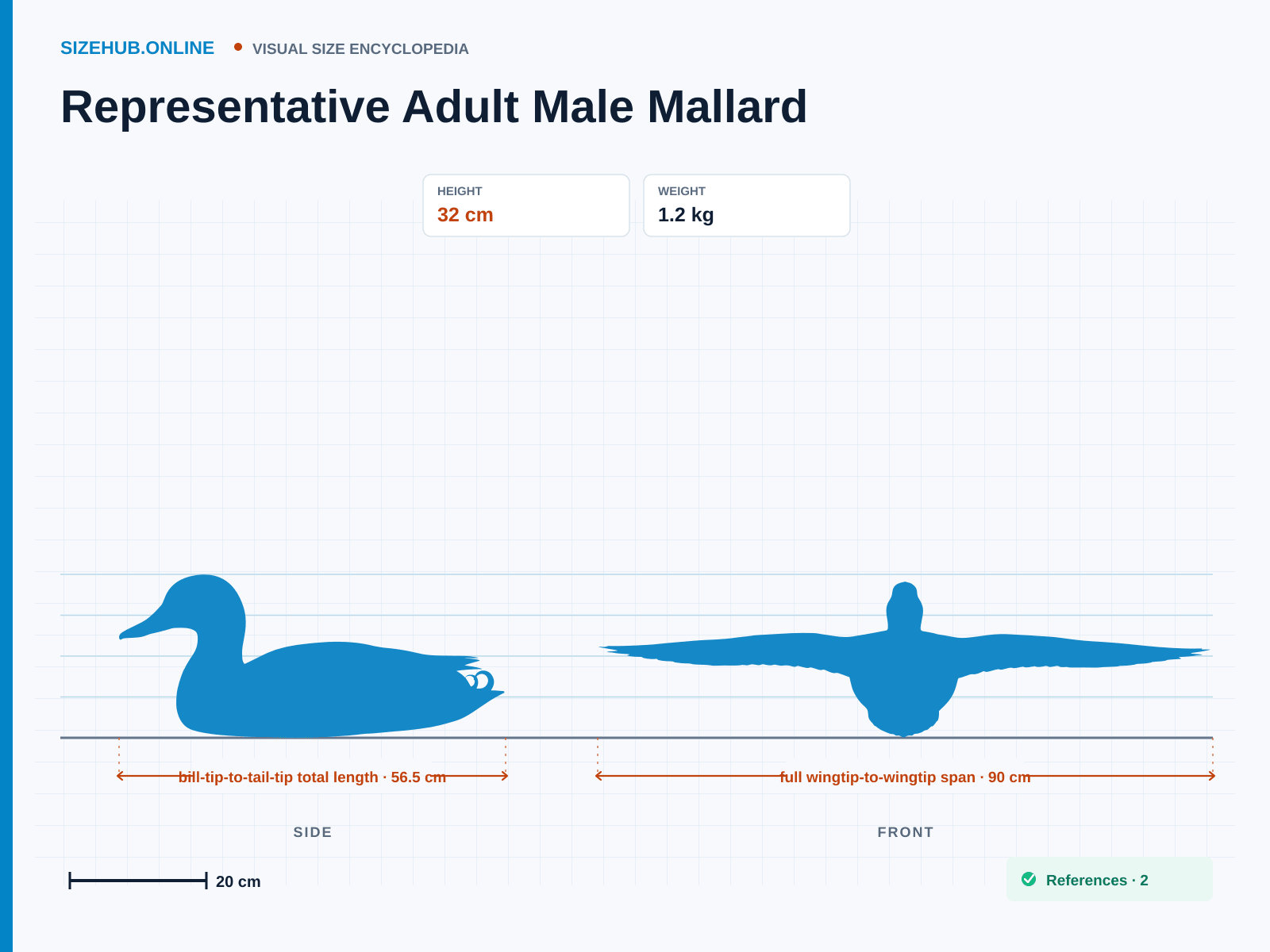 Representative Adult Male Mallard: Size infographic · Height 32 cm · Length 56.5 cm · Width 90 cm