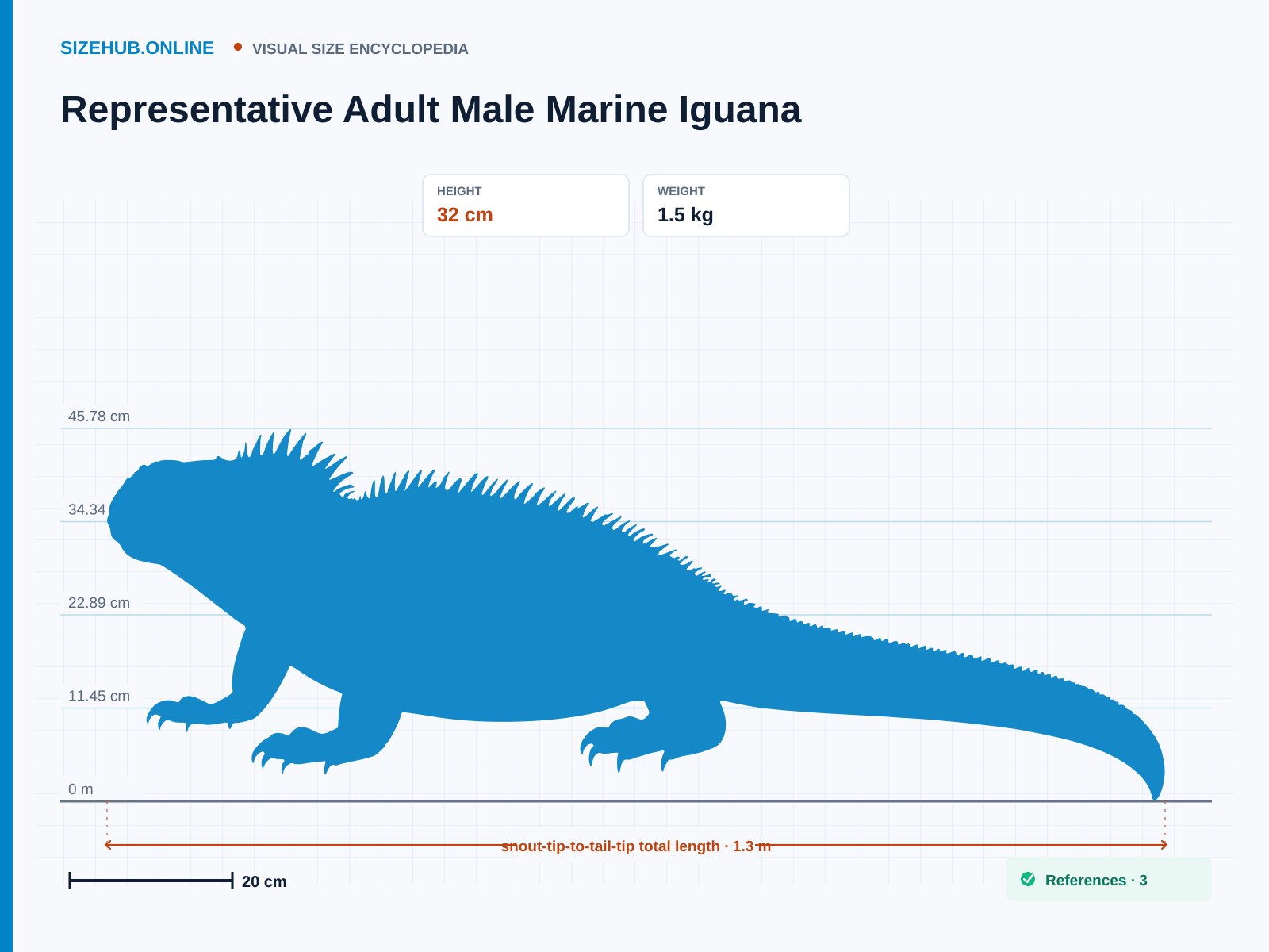 Representative Adult Male Marine Iguana: Size infographic · Height 32 cm · Length 1.3 m · Width 24 cm