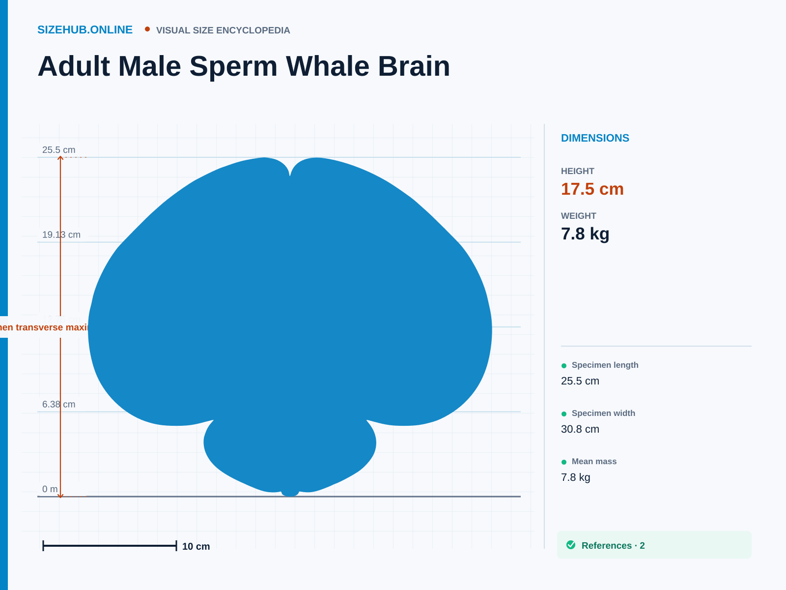 Adult Male Sperm Whale Brain: Size infographic · Height 17.5 cm · Length 30.8 cm · Width 25.5 cm