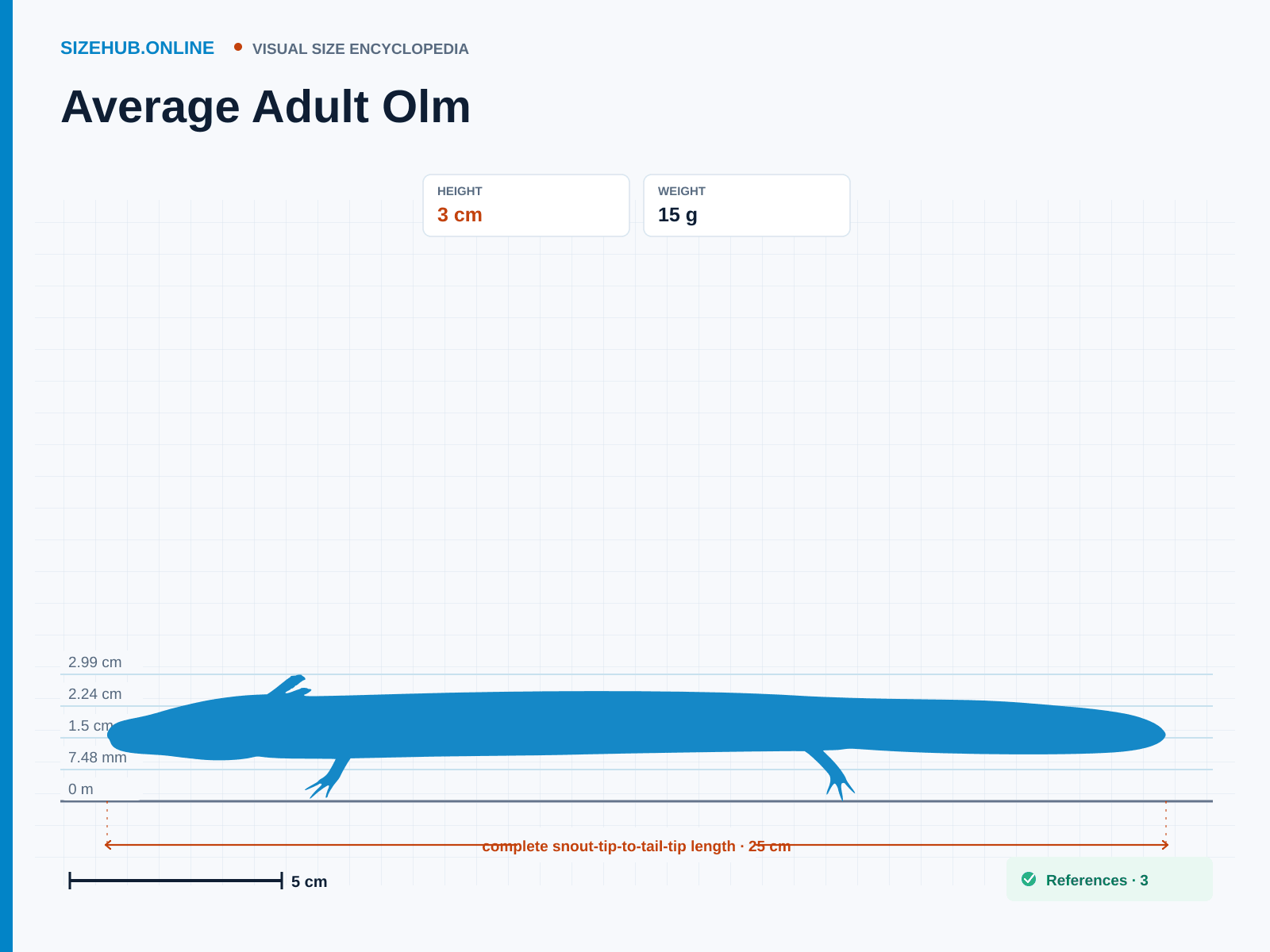 Average Adult Olm: Size infographic · Height 3 cm · Length 25 cm · Width 2.5 cm
