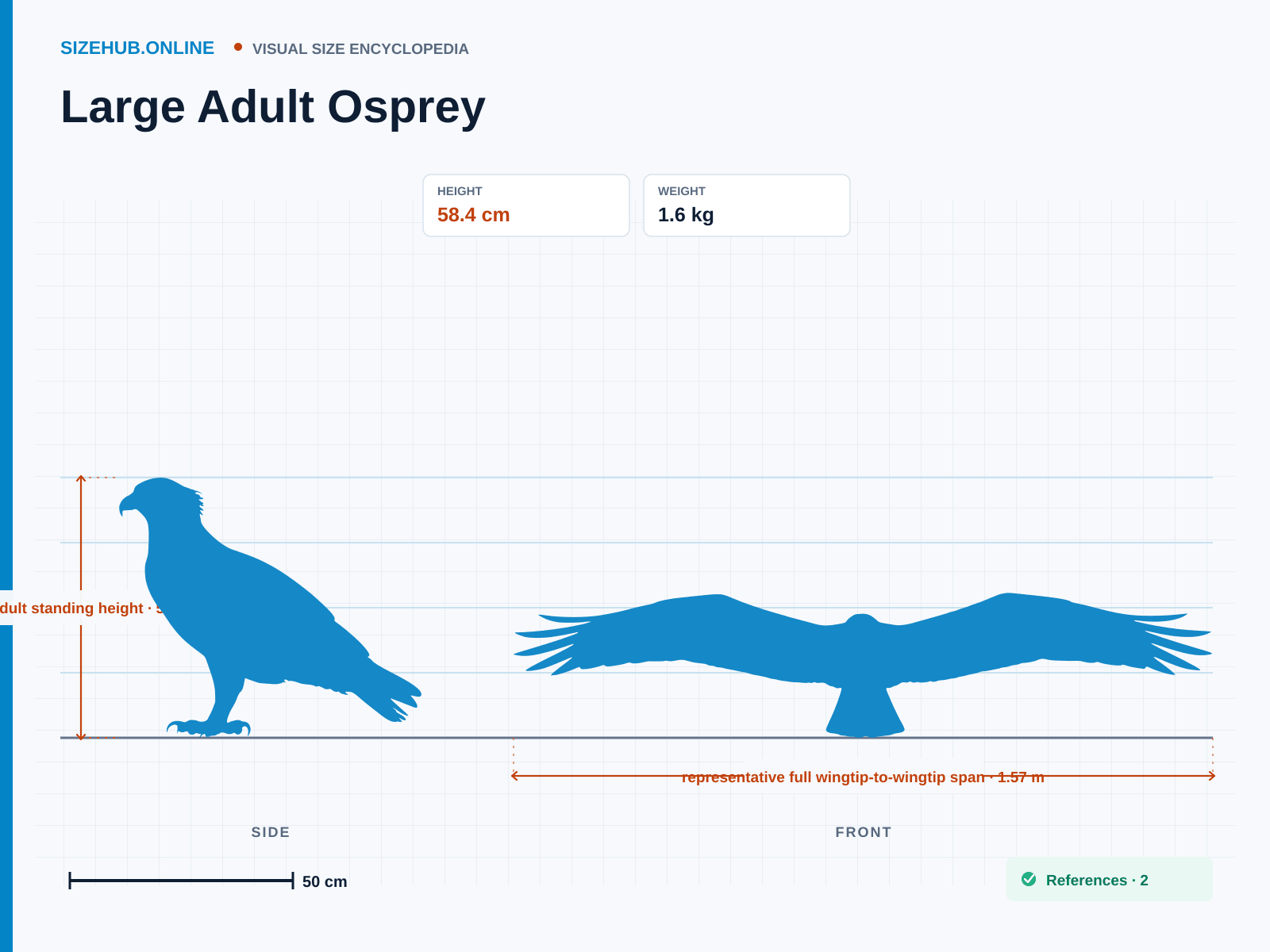 Large Adult Osprey: Size infographic · Height 58.4 cm · Width 1.57 m