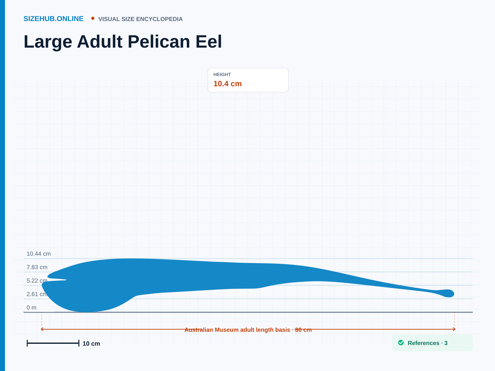 Large Adult Pelican Eel: Size infographic · Height 10.4 cm · Length 80 cm