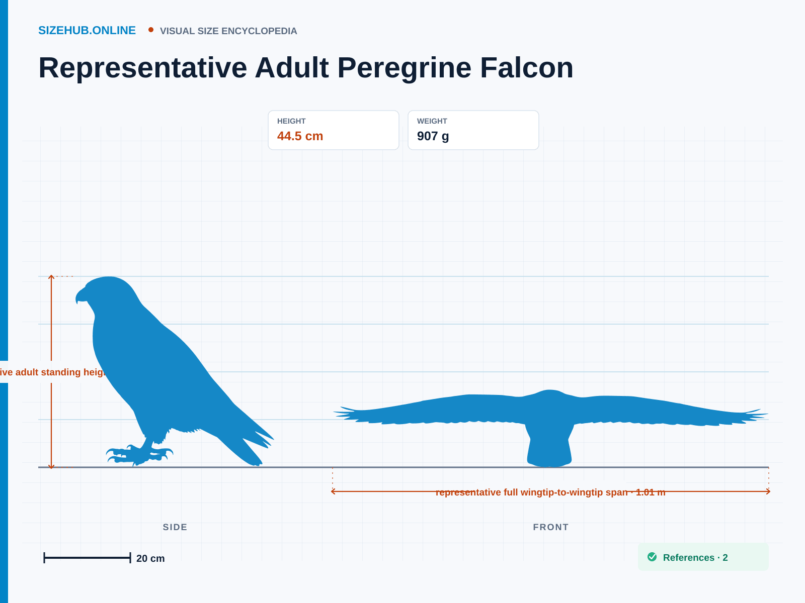 Representative Adult Peregrine Falcon: Size infographic · Height 44.5 cm · Width 1.01 m