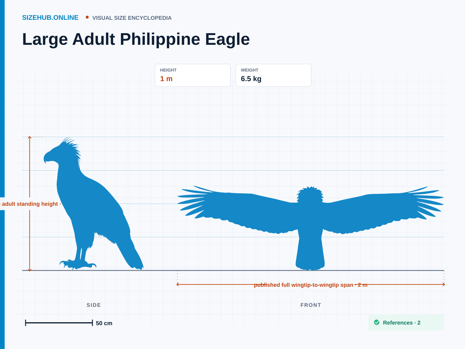 Large Adult Philippine Eagle: Size infographic · Height 1 m · Width 2 m