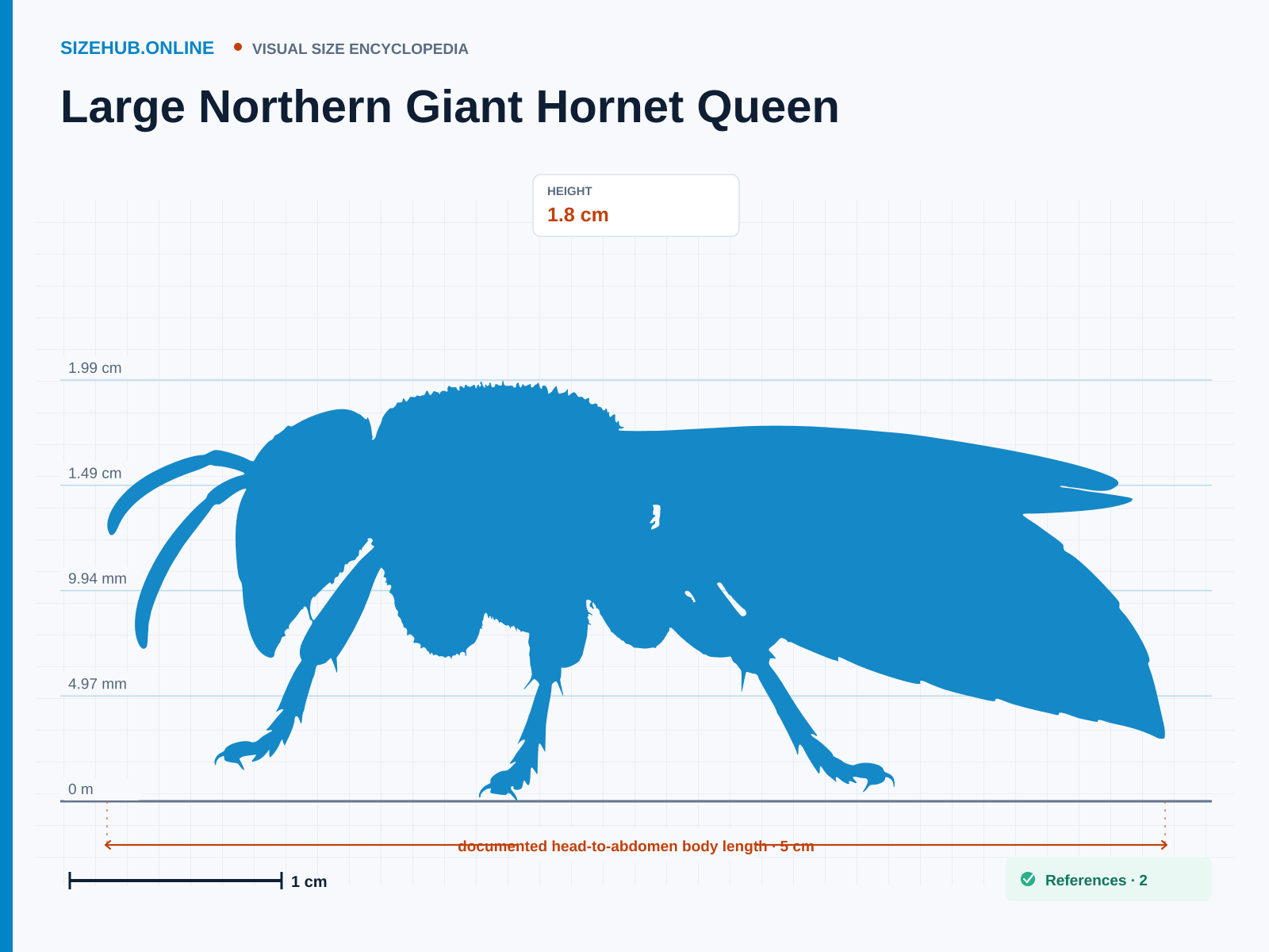 Large Northern Giant Hornet Queen: Size infographic · Height 1.8 cm · Length 5 cm · Width 2.8 cm
