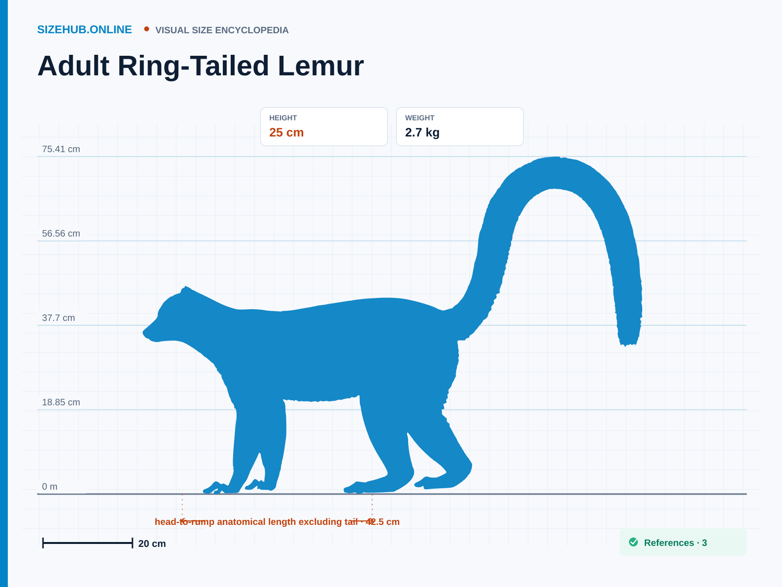 Adult Ring-Tailed Lemur: Size infographic · Height 25 cm · Length 42.5 cm