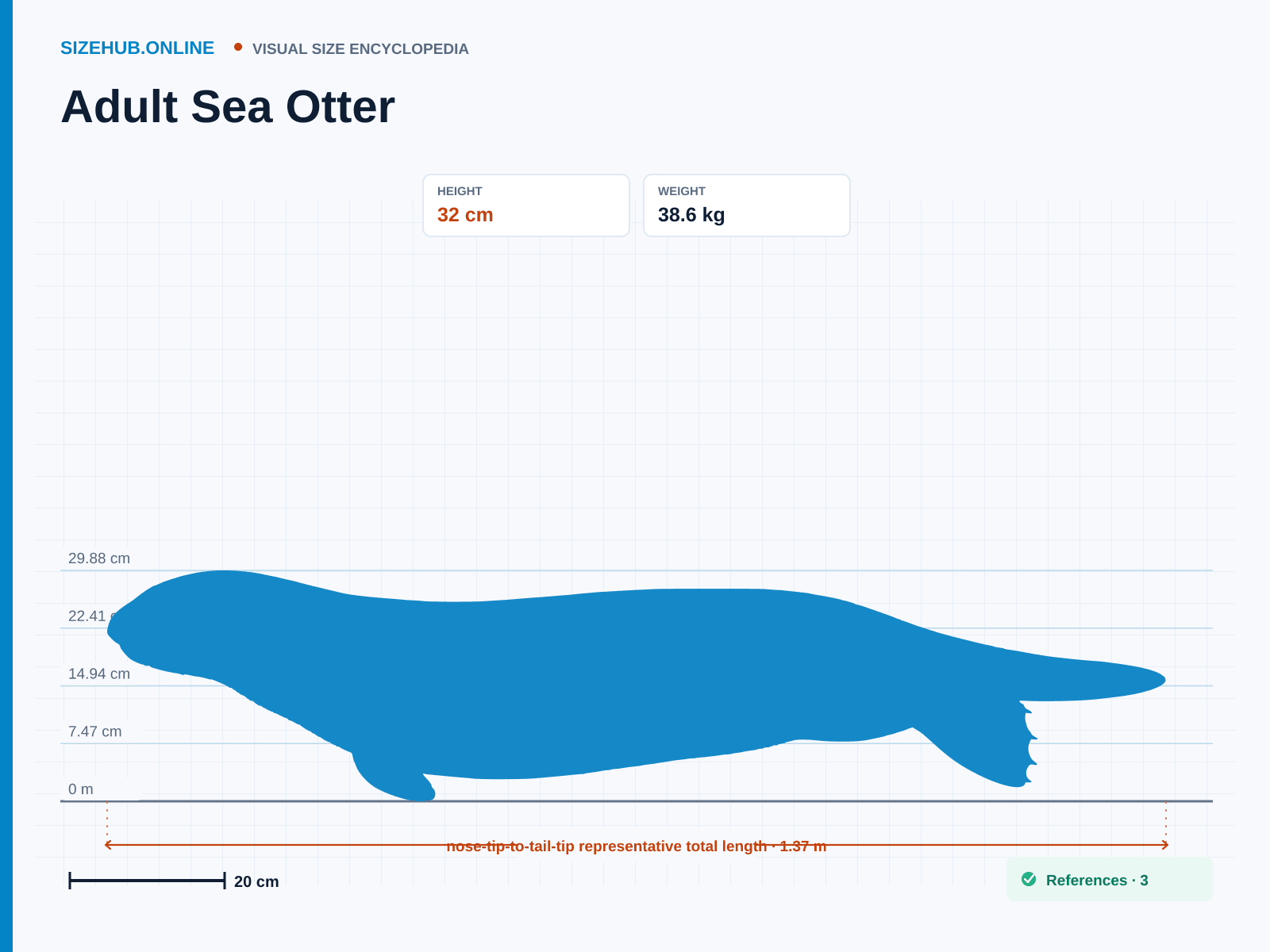 Adult Sea Otter: Size infographic · Height 32 cm · Length 1.37 m
