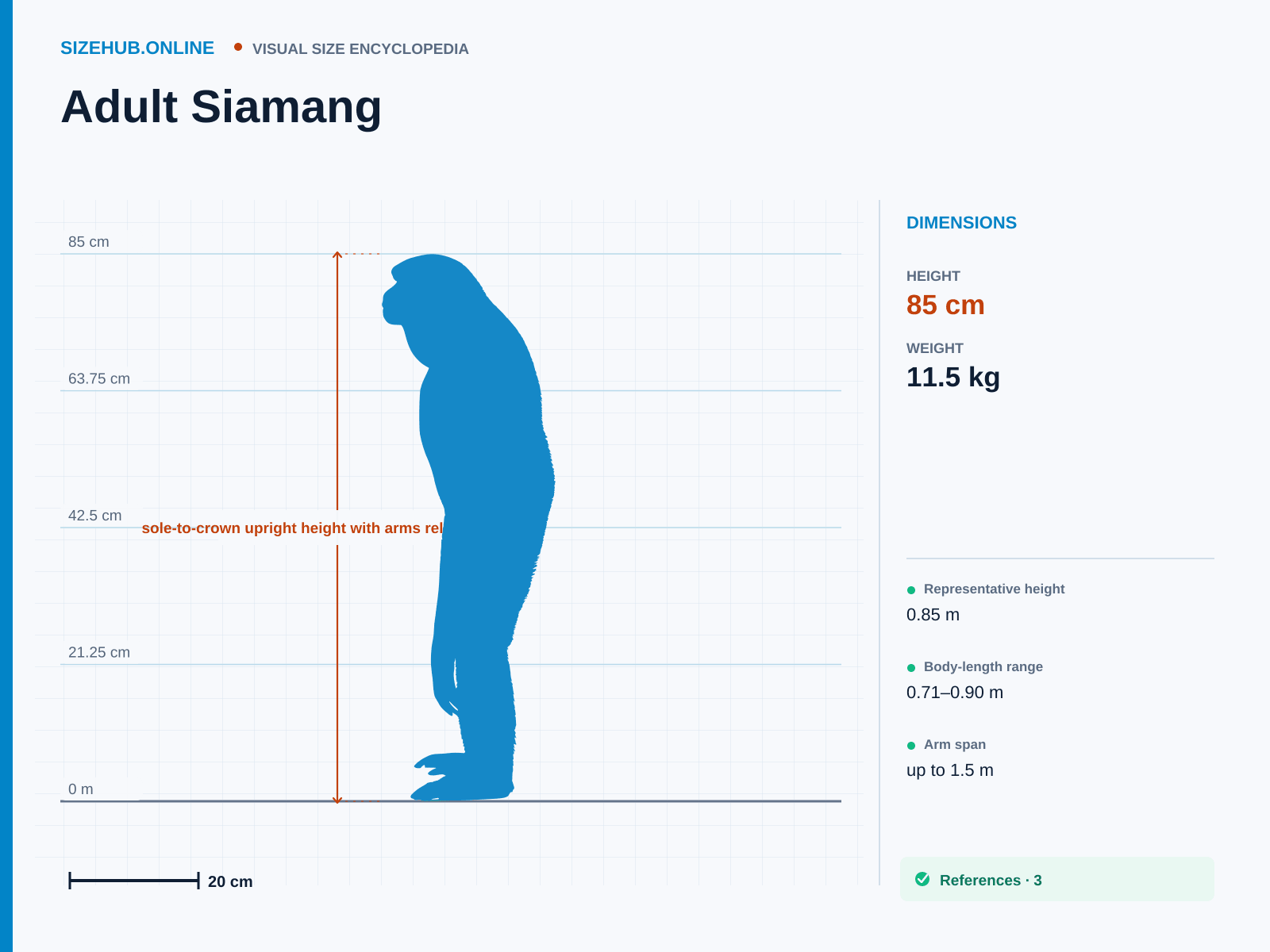 Adult Siamang: Size infographic · Height 85 cm