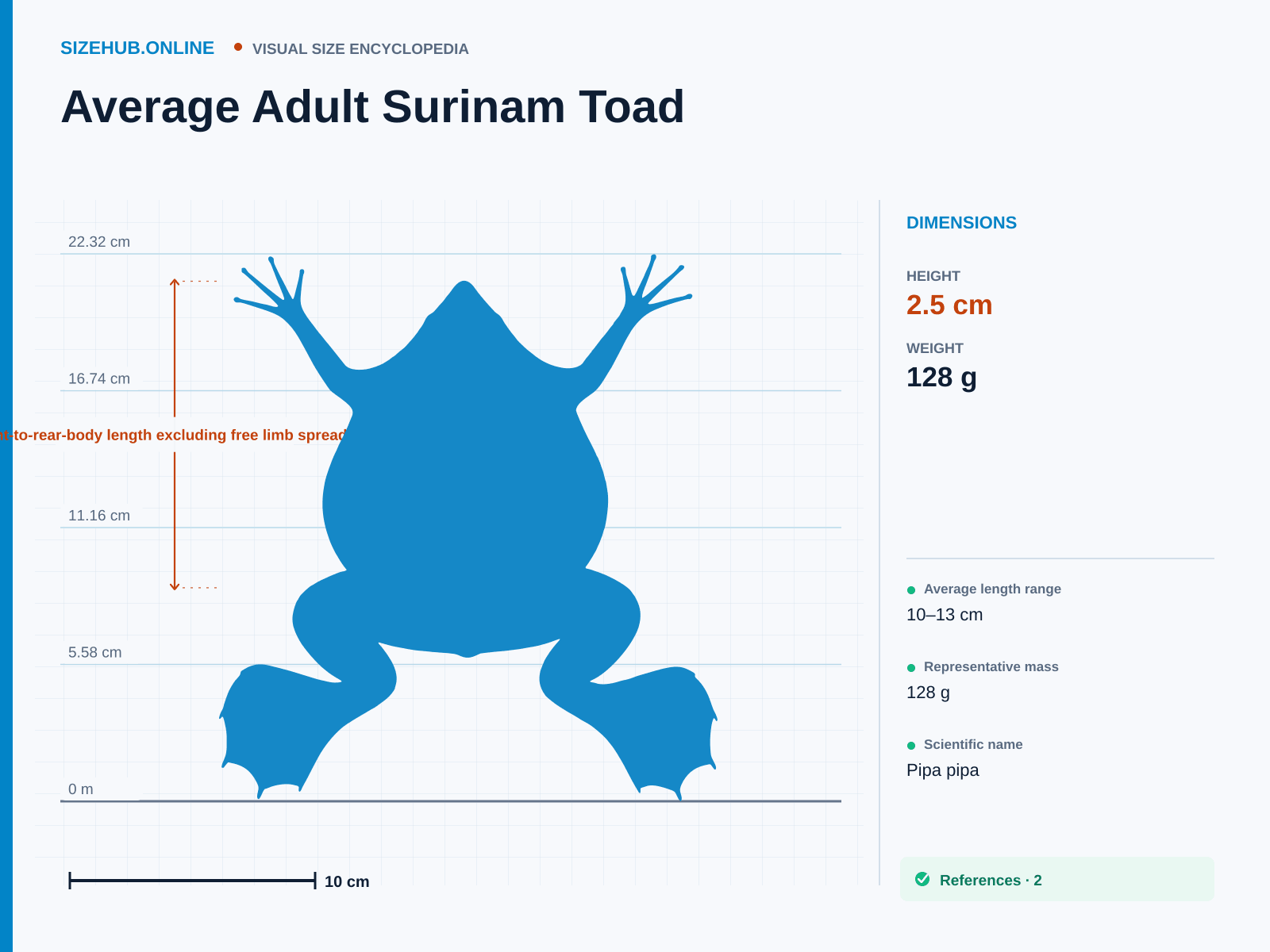 Average Adult Surinam Toad: Size infographic · Height 2.5 cm · Length 12.5 cm · Width 20 cm