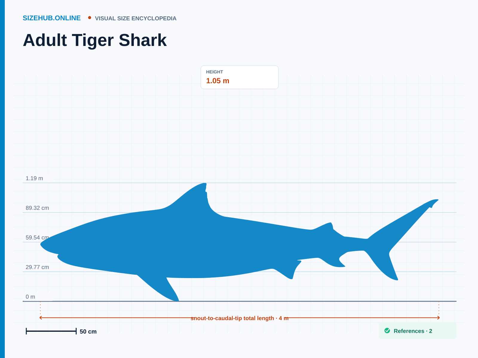 Adult Tiger Shark: Size infographic · Height 1.05 m · Length 4 m